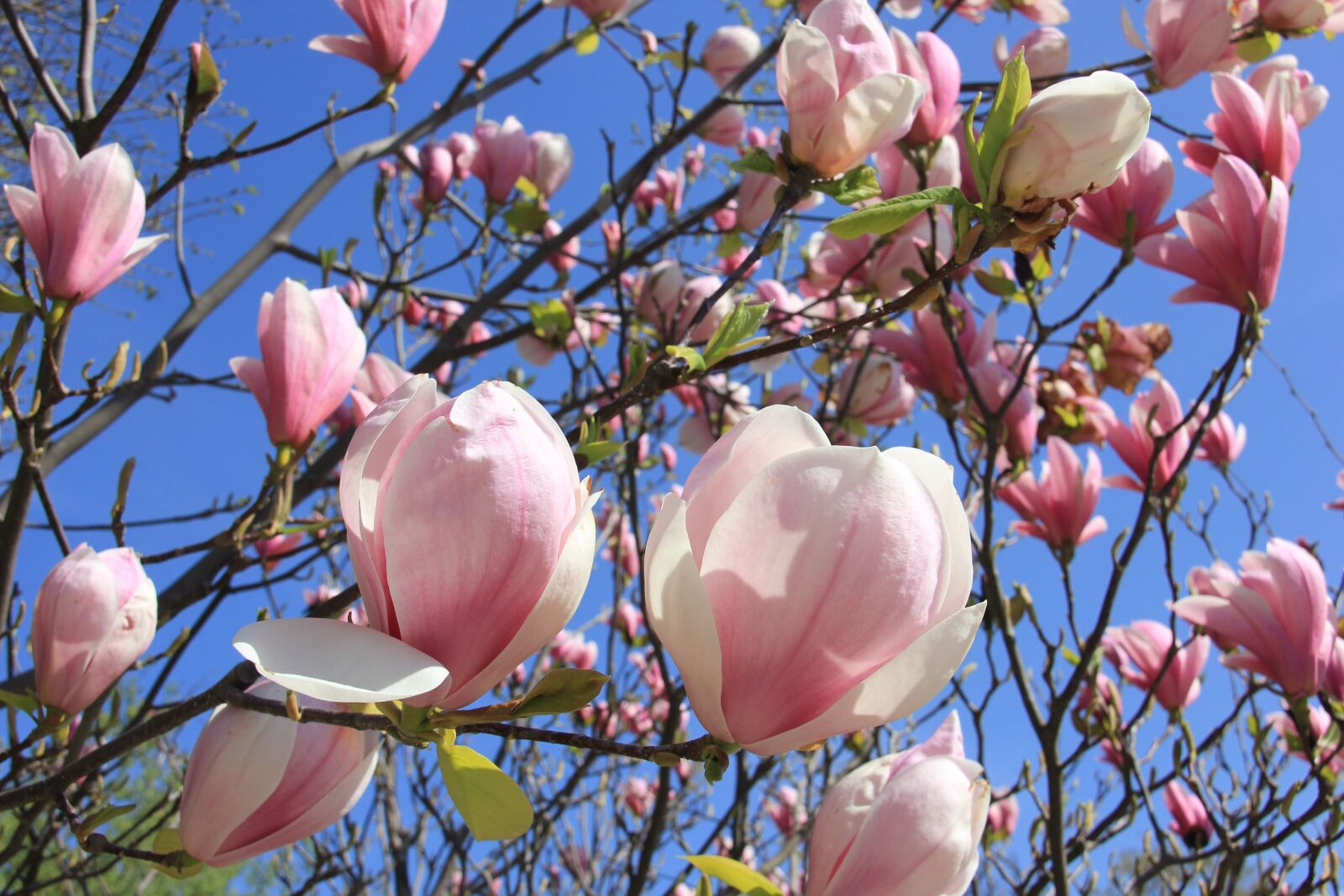 Canon EOS 550D (EOS Rebel T2i / EOS Kiss X4) sample photo. Magnolia, flower, blossom photography