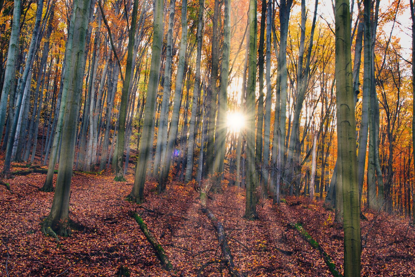 Nikon D5600 sample photo. Autumn, forest, nature photography