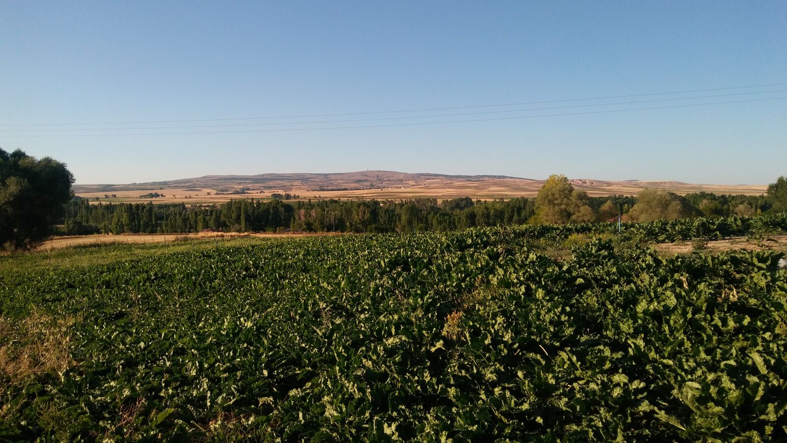 LG K520 sample photo. Sugar beet, field, farming photography