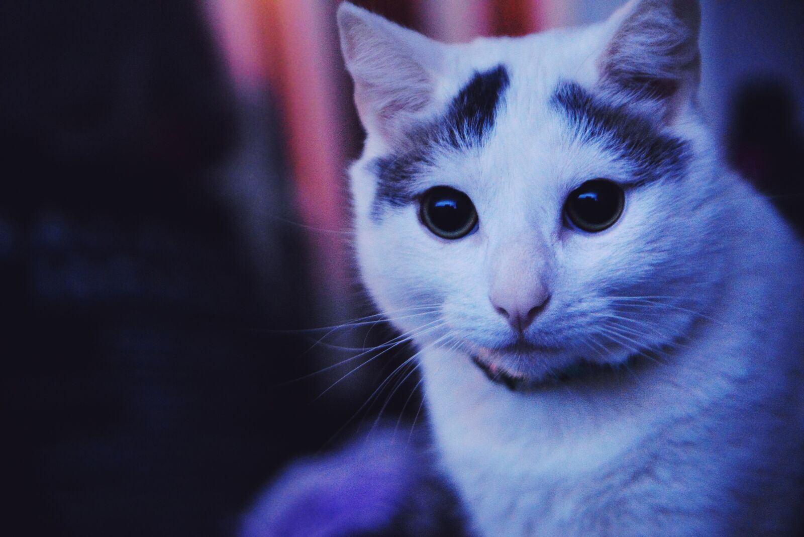 Nikon D610 sample photo. Cat, housecat, pet photography