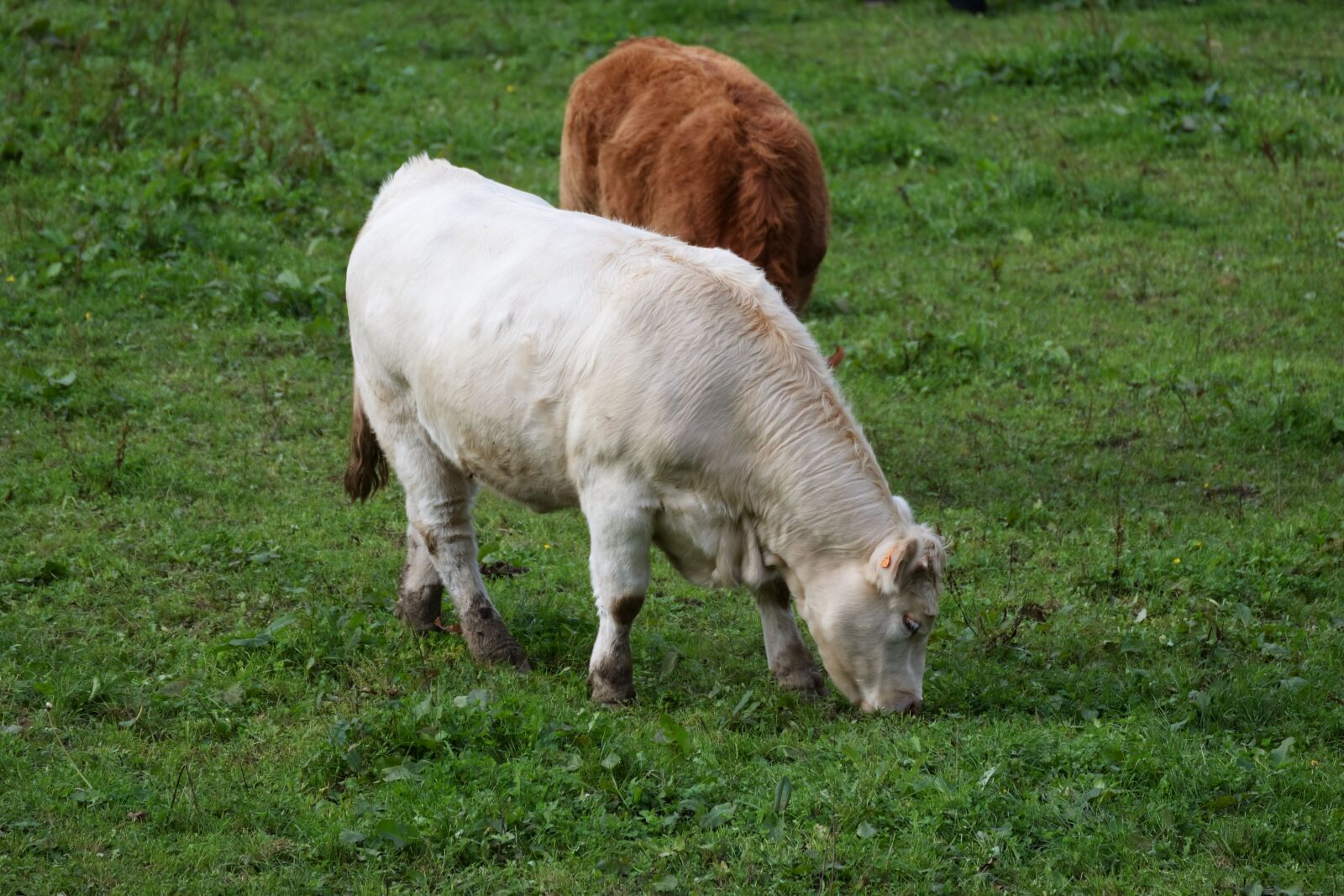 Nikon D610 sample photo. Agro-industry, mammal, livestock photography