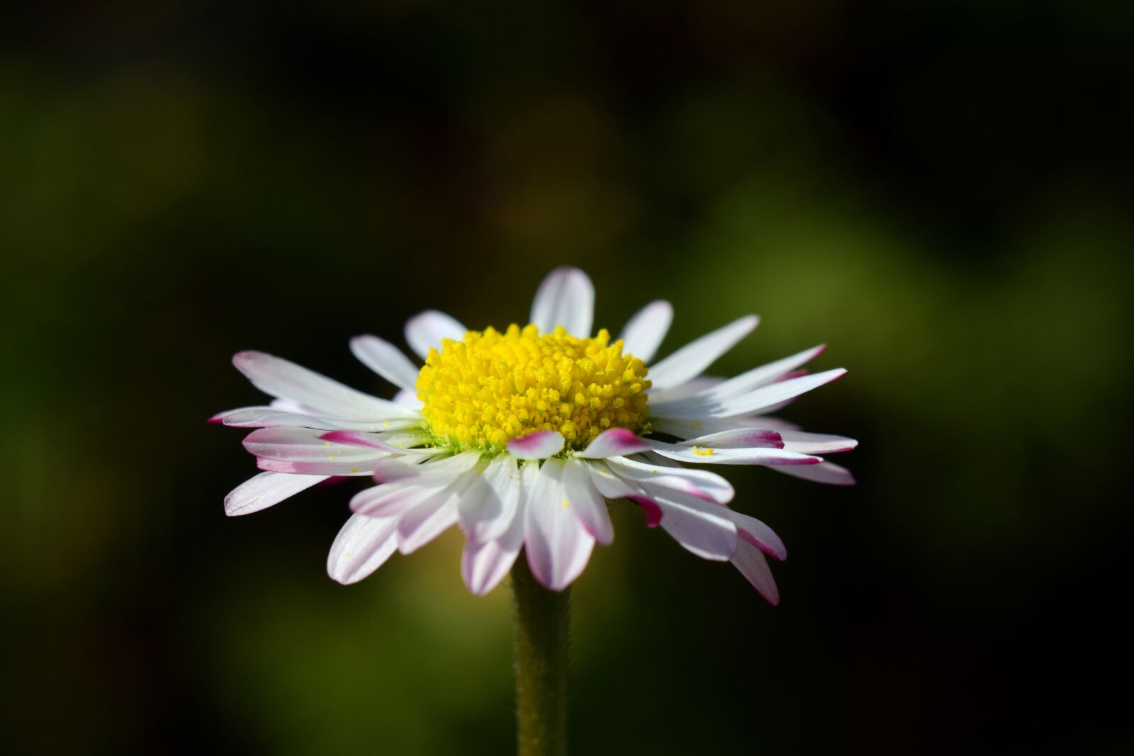 Nikon D3300 sample photo. Daisy, small, white photography