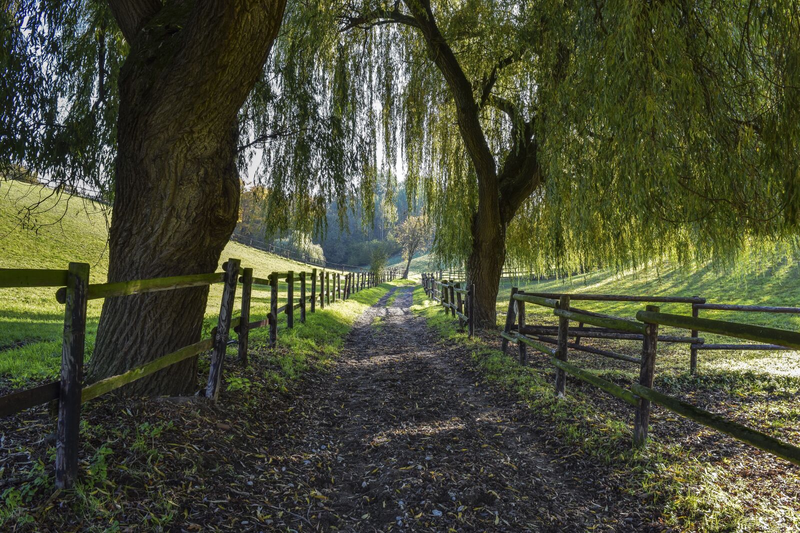 Nikon D3300 sample photo. Landscape, forest, pasture photography
