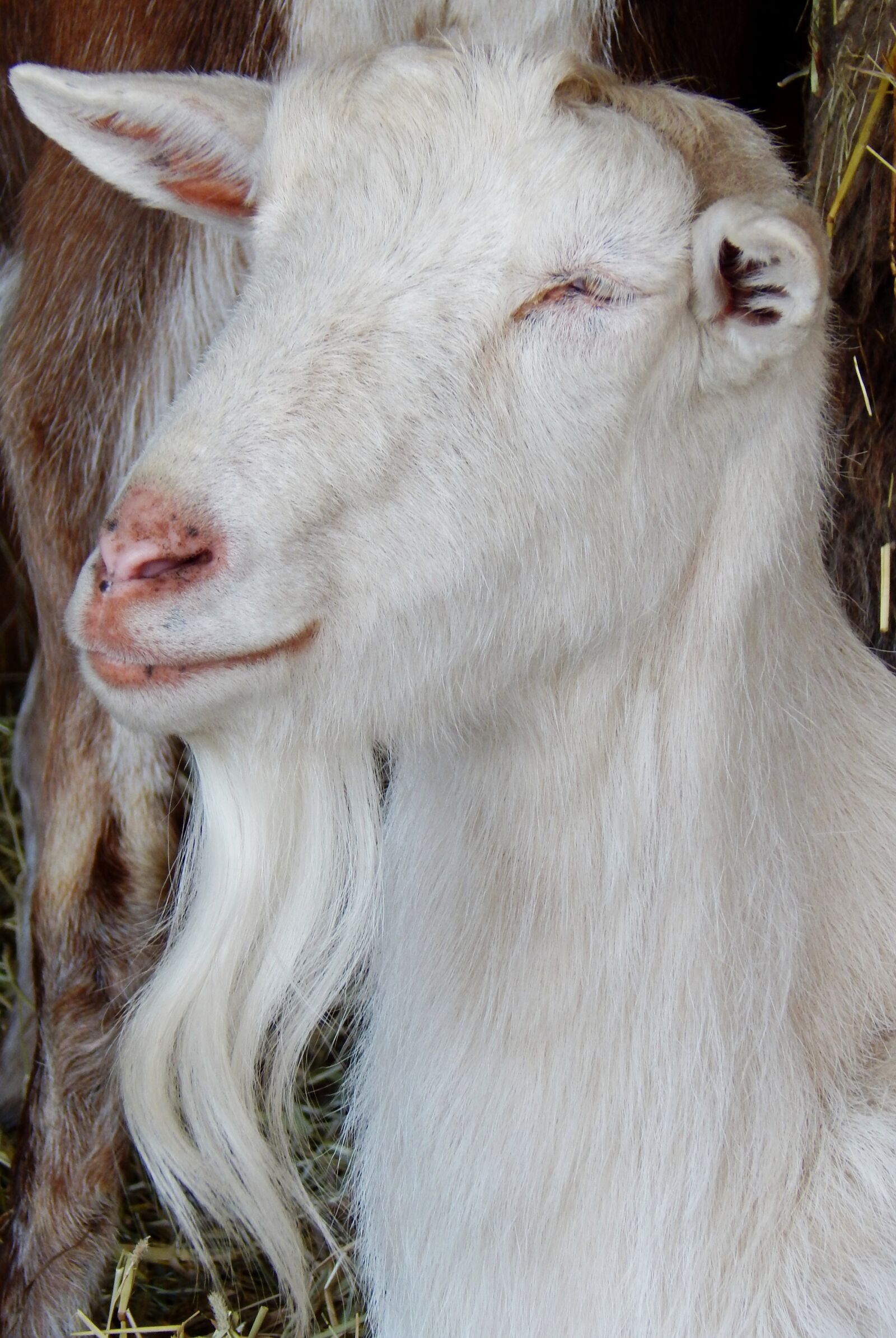Nikon Coolpix L830 sample photo. Goat, animal, wildlife photography