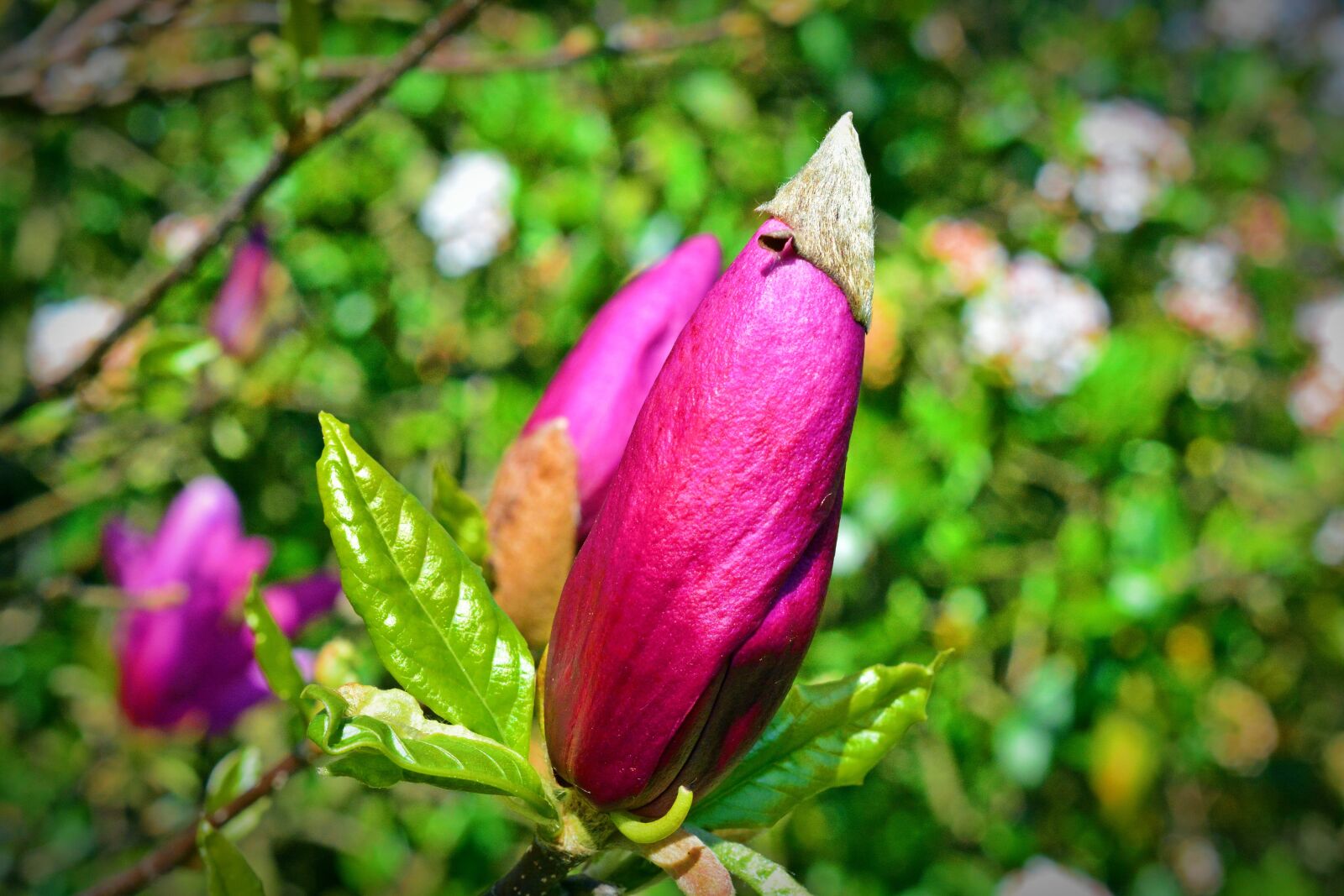 Nikon D5200 sample photo. Tulip tree, blossom, bloom photography