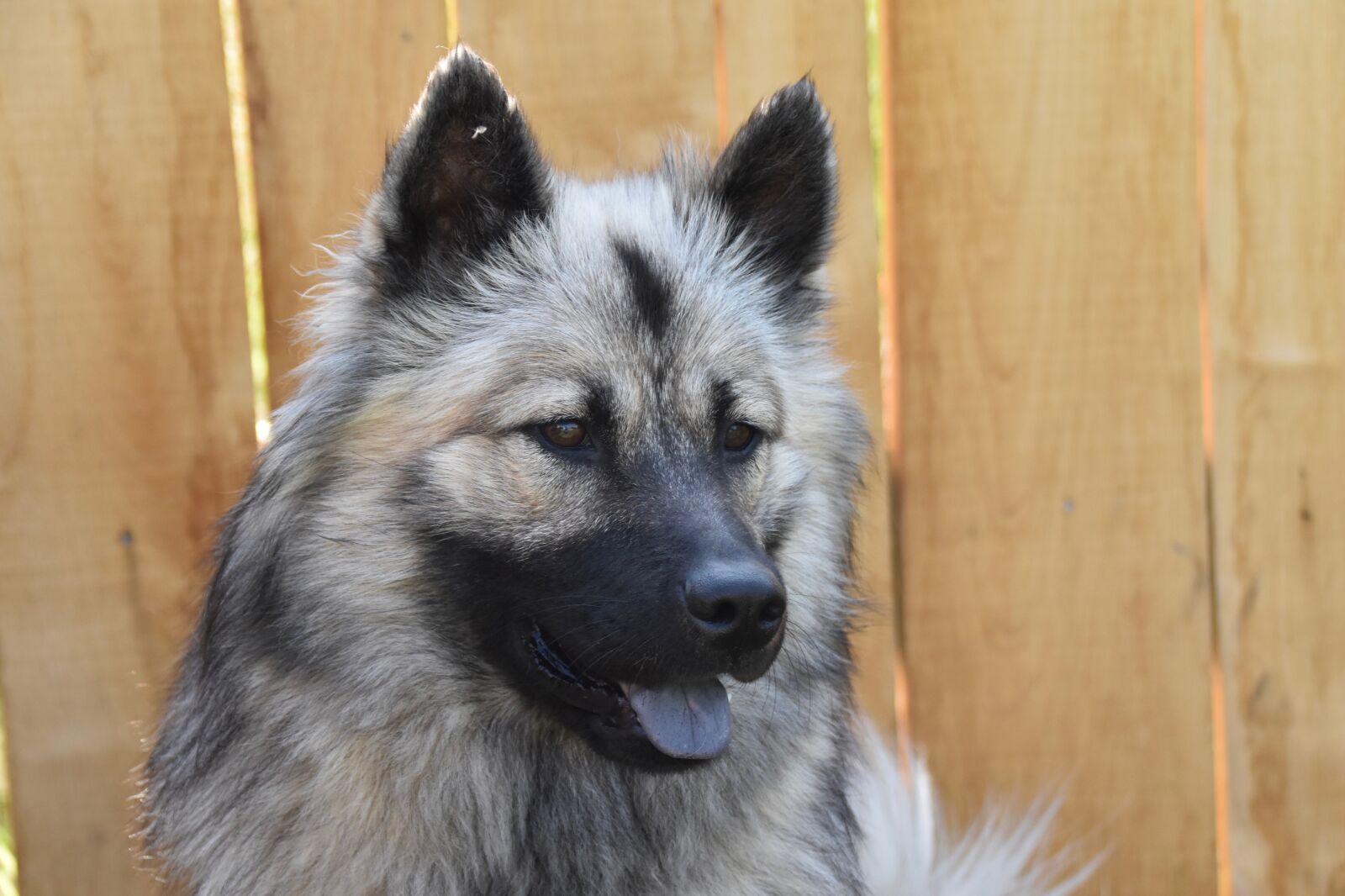Nikon D5600 sample photo. Dog, dog eurasier, bitch photography