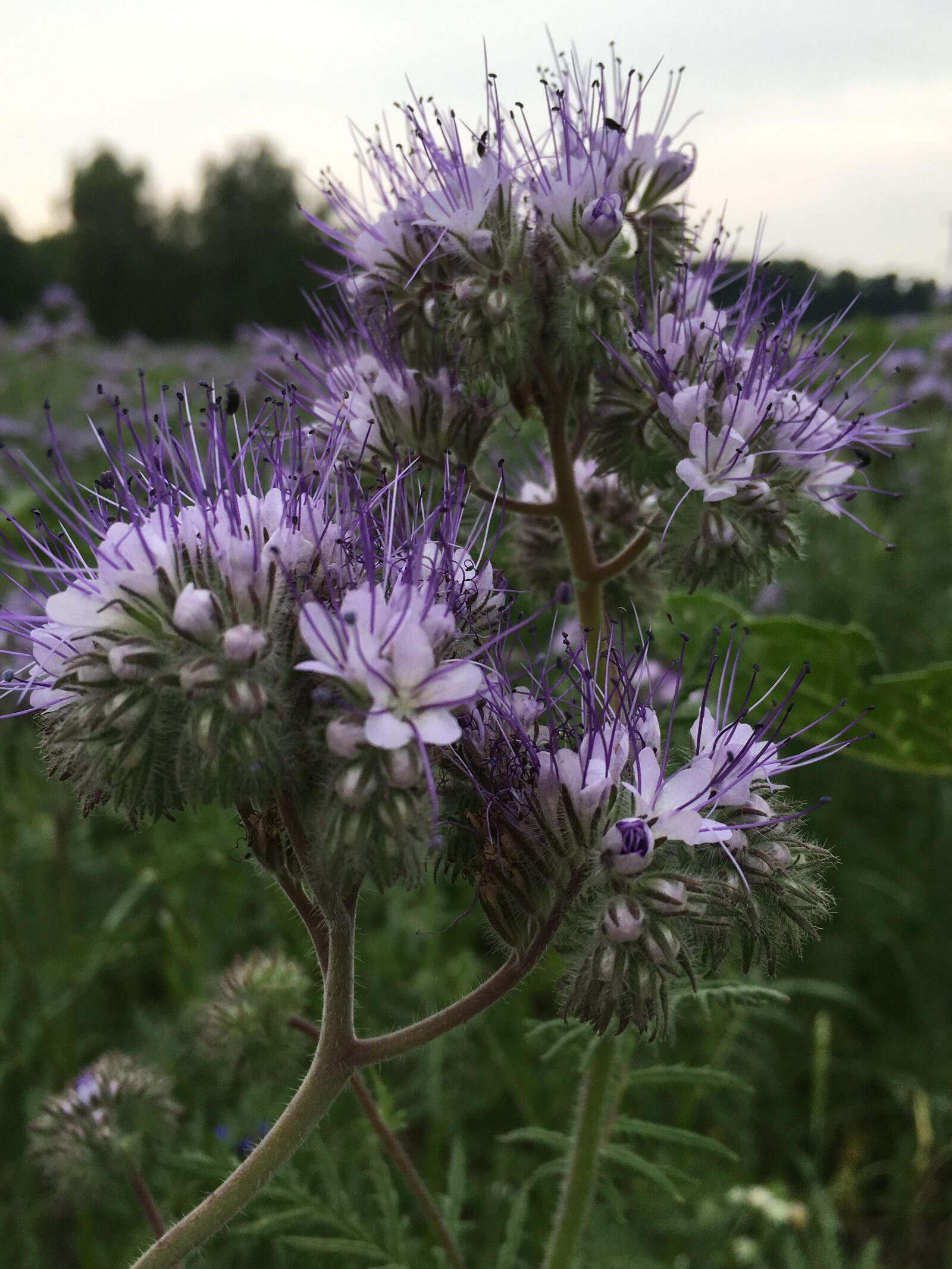Apple iPhone 6s Plus sample photo. Flower, purple, close up photography