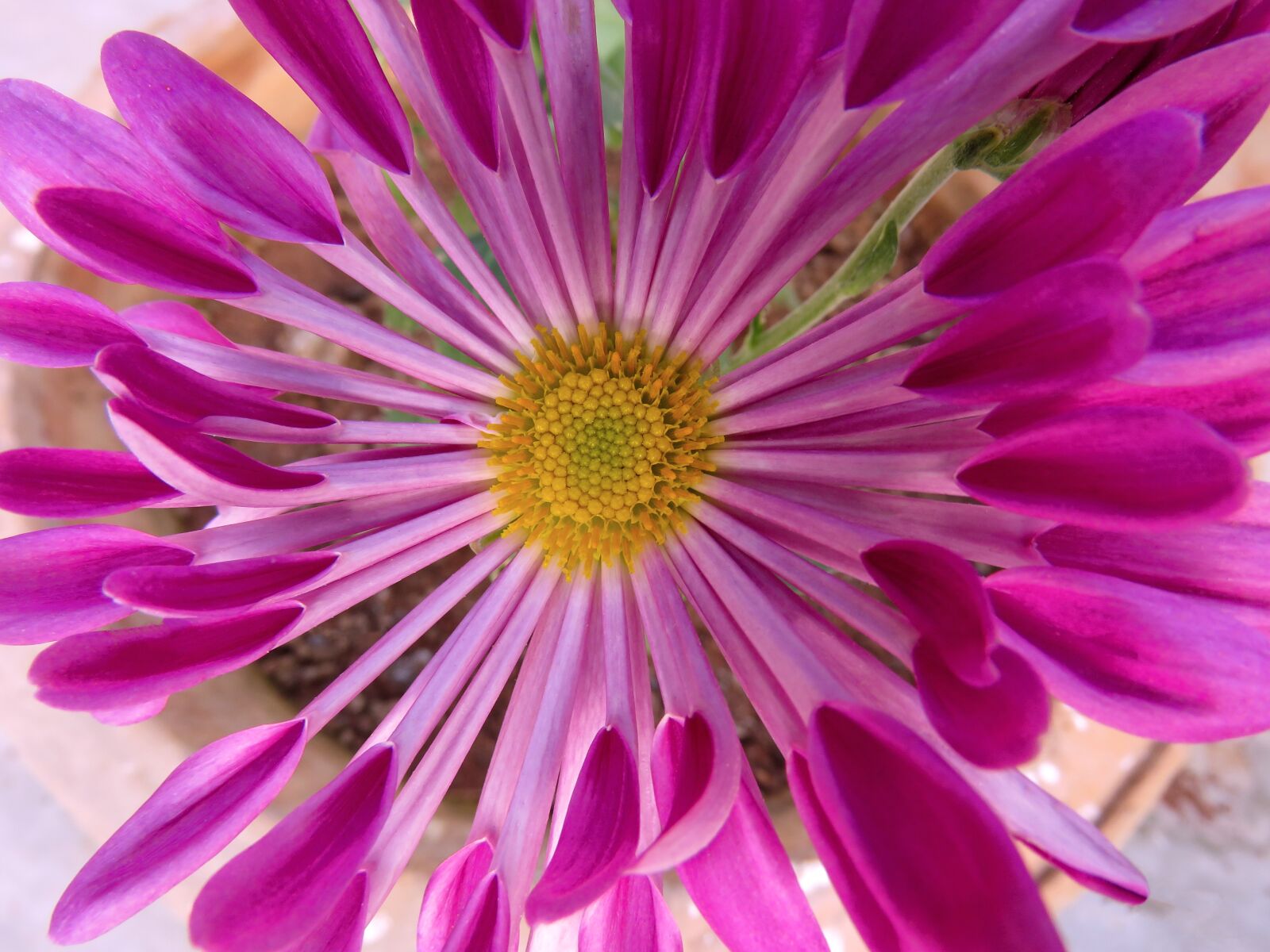 Canon PowerShot SX60 HS sample photo. Star flower, purple star photography