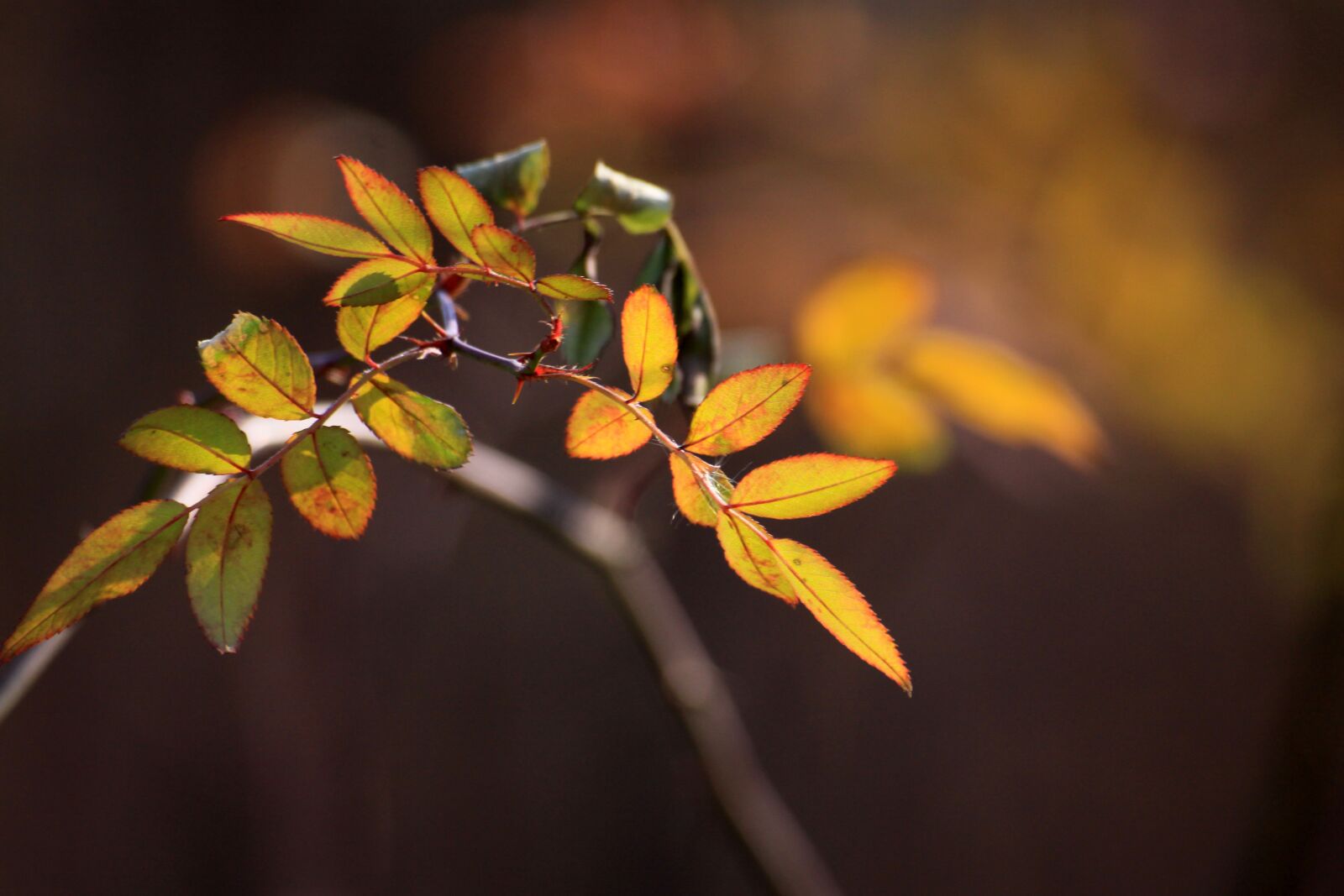 Canon EOS 50D sample photo. Wood, the leaves, autumn photography