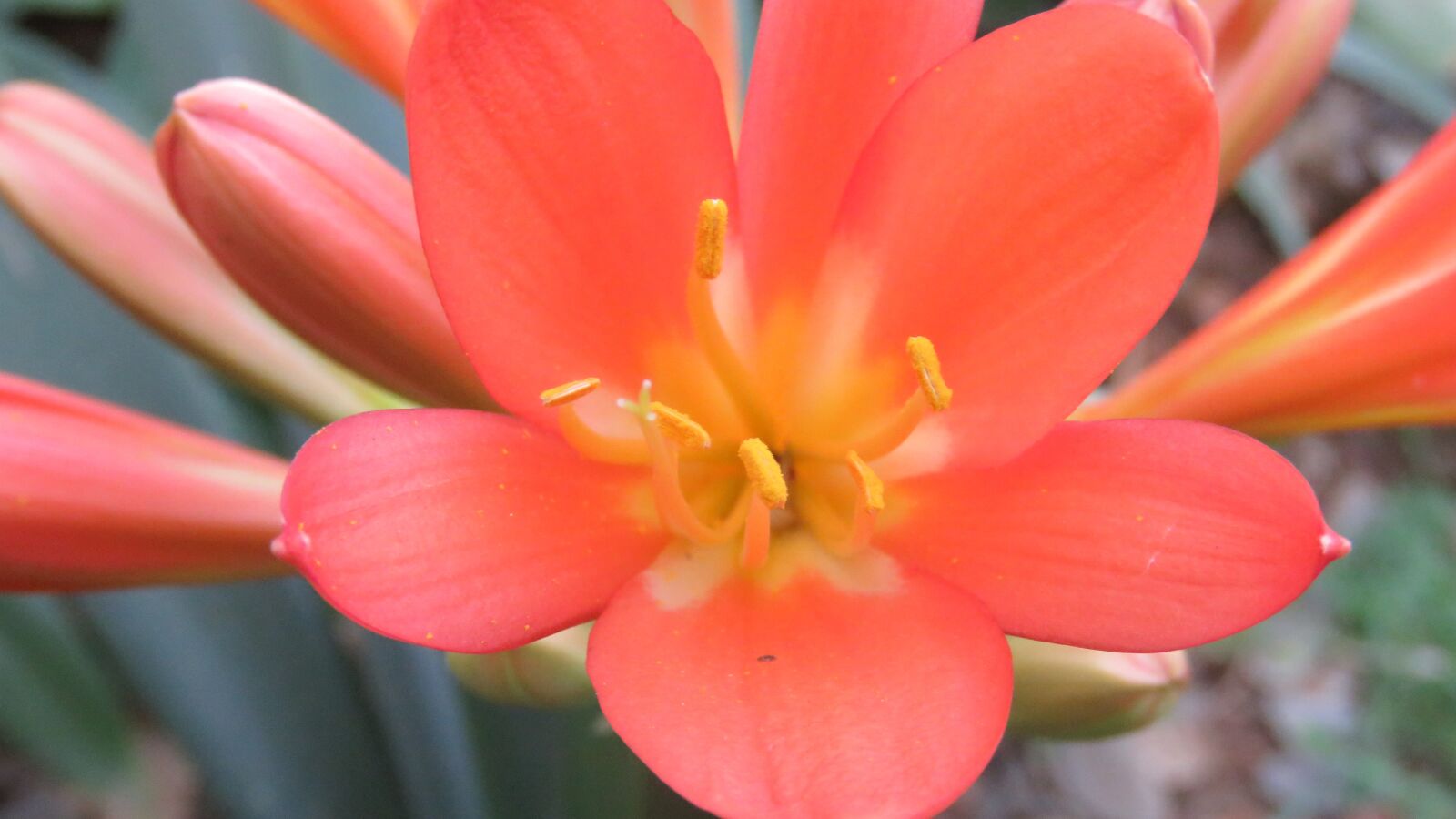 Canon PowerShot SX60 HS sample photo. Flower, pollen, garden photography