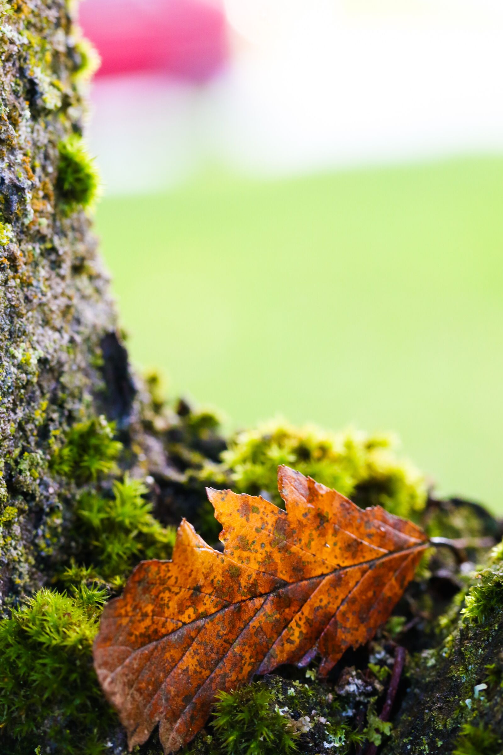 Canon EOS 7D Mark II sample photo. Leaf, tree, nature photography