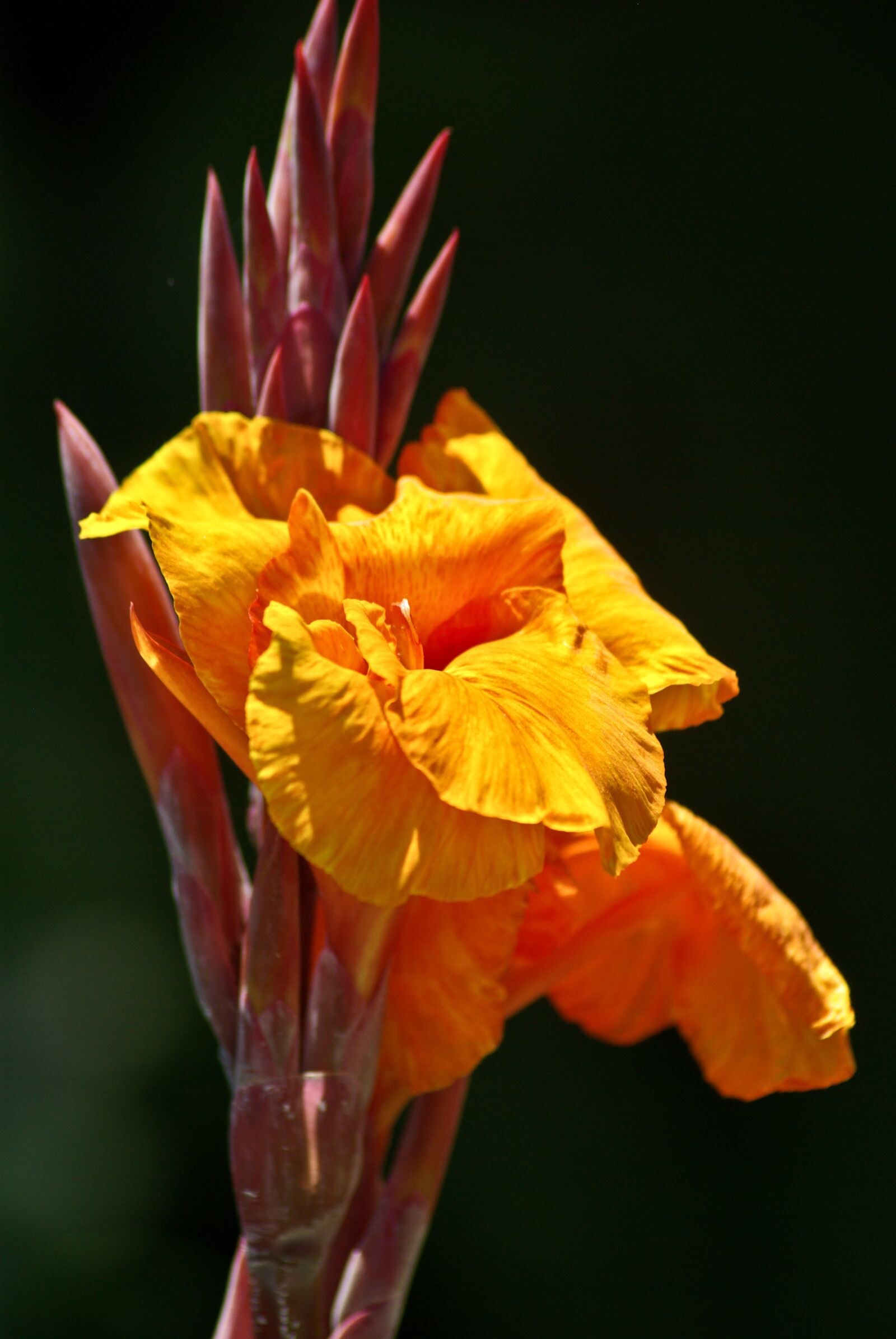 Pentax K10D sample photo. Flowers, orange, garden photography