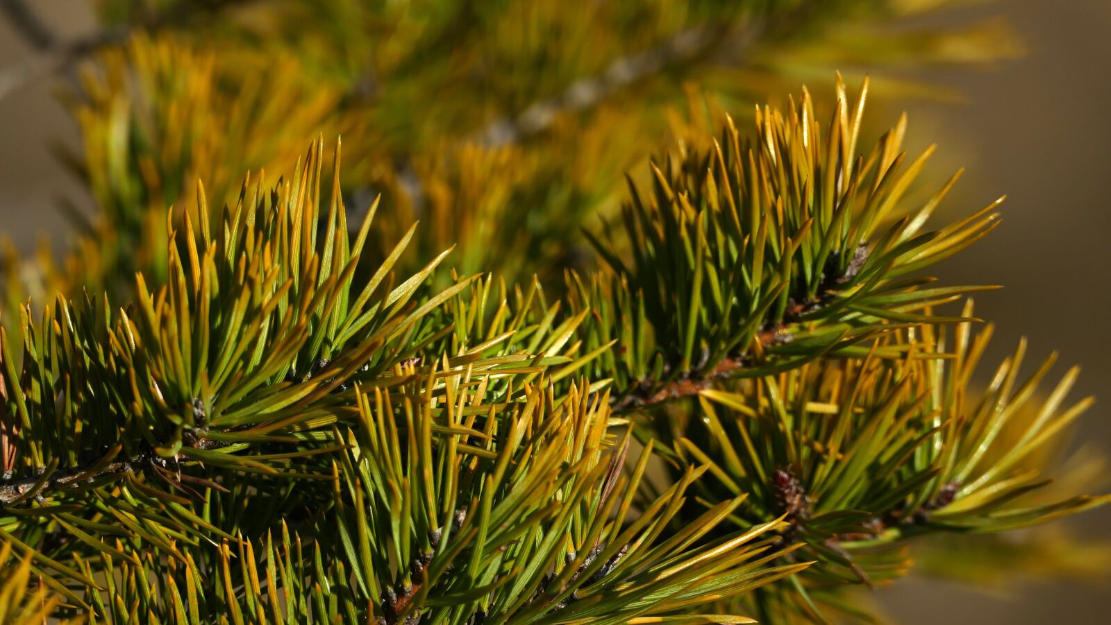 Panasonic Lumix DMC-FZ1000 sample photo. Nature, tree, light photography
