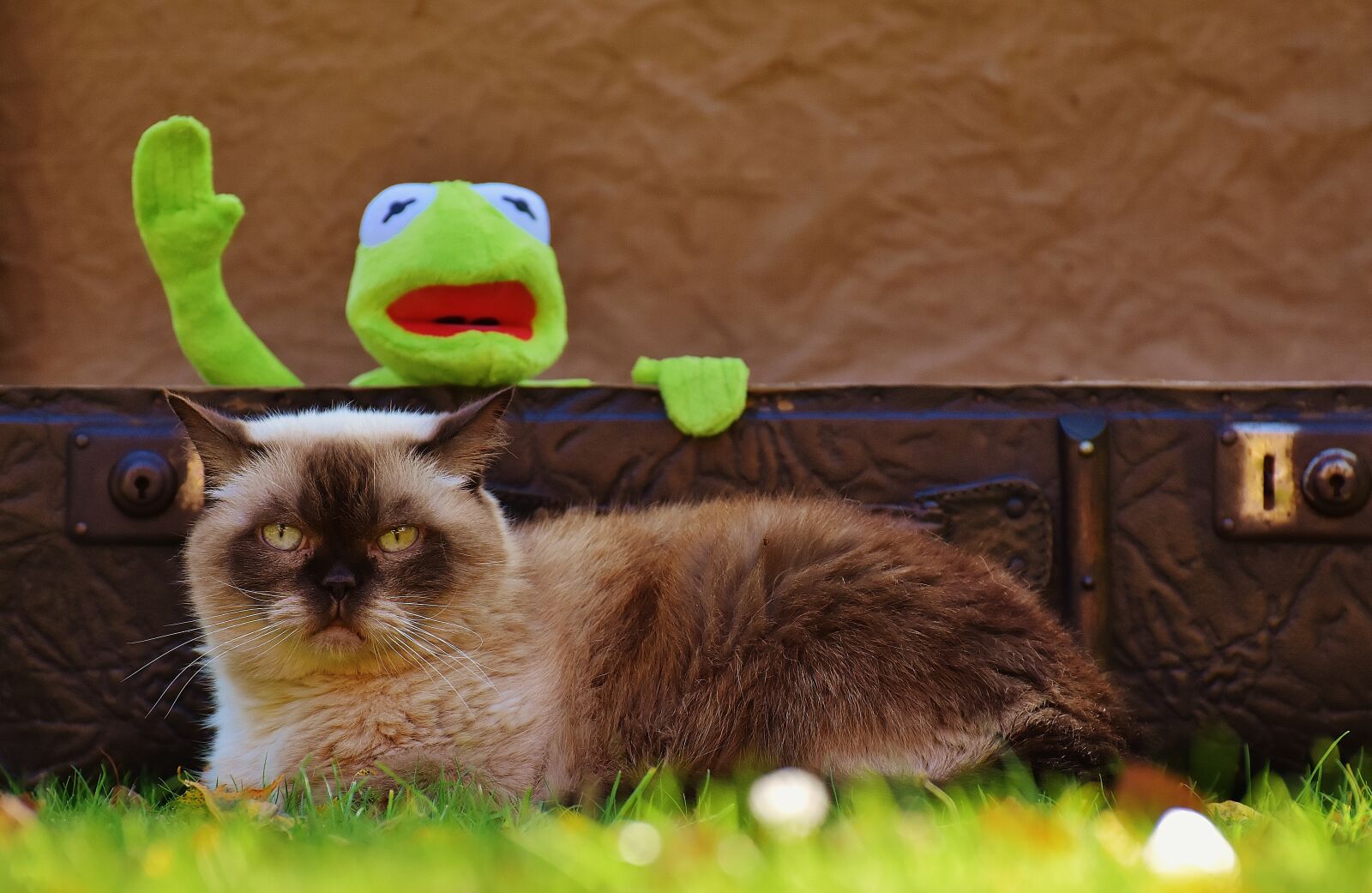 Nikon D7200 sample photo. Kermit, cat, british shorthair photography