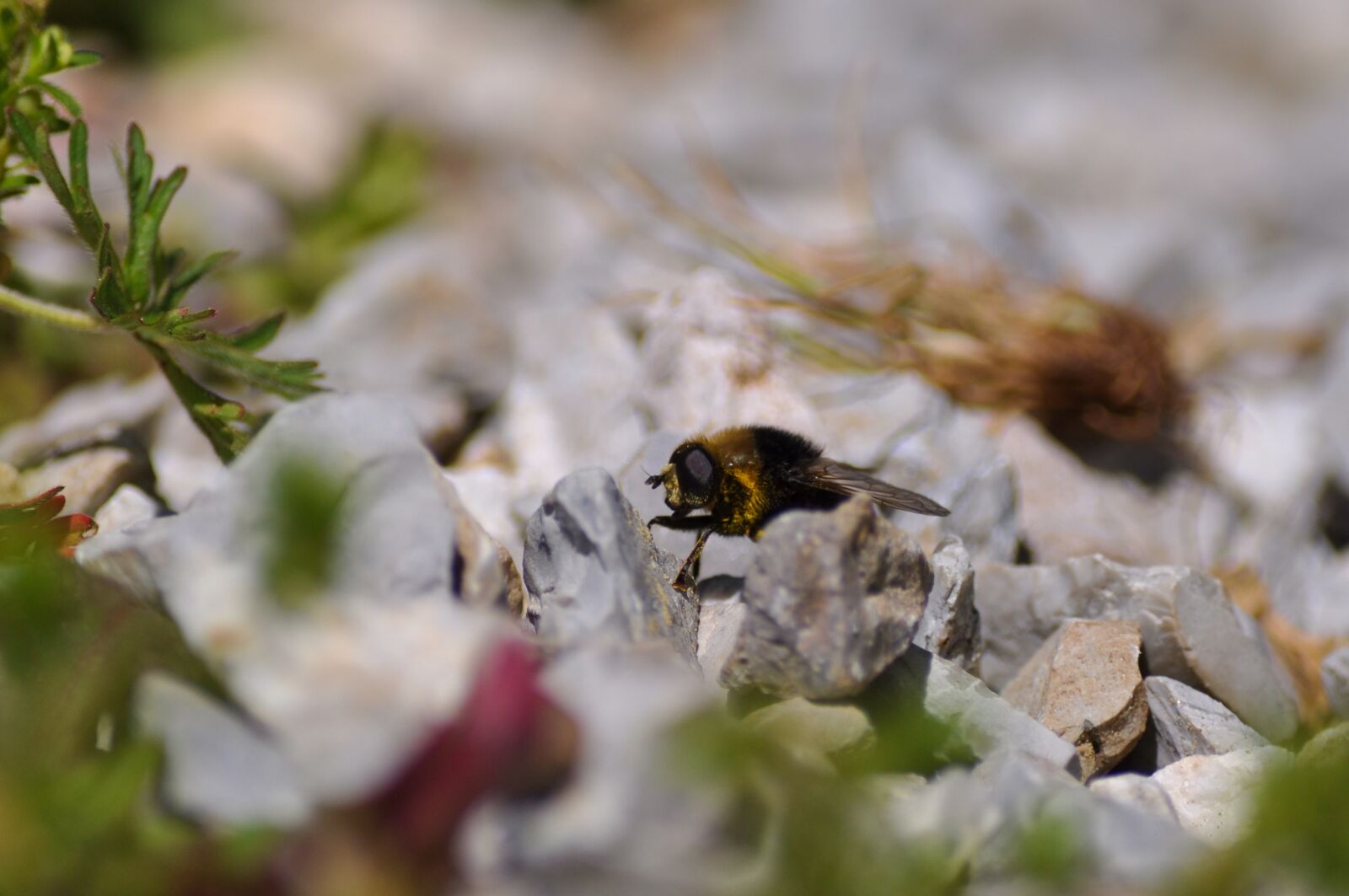 Nikon D90 sample photo. Daffodils hover fly, merodon photography