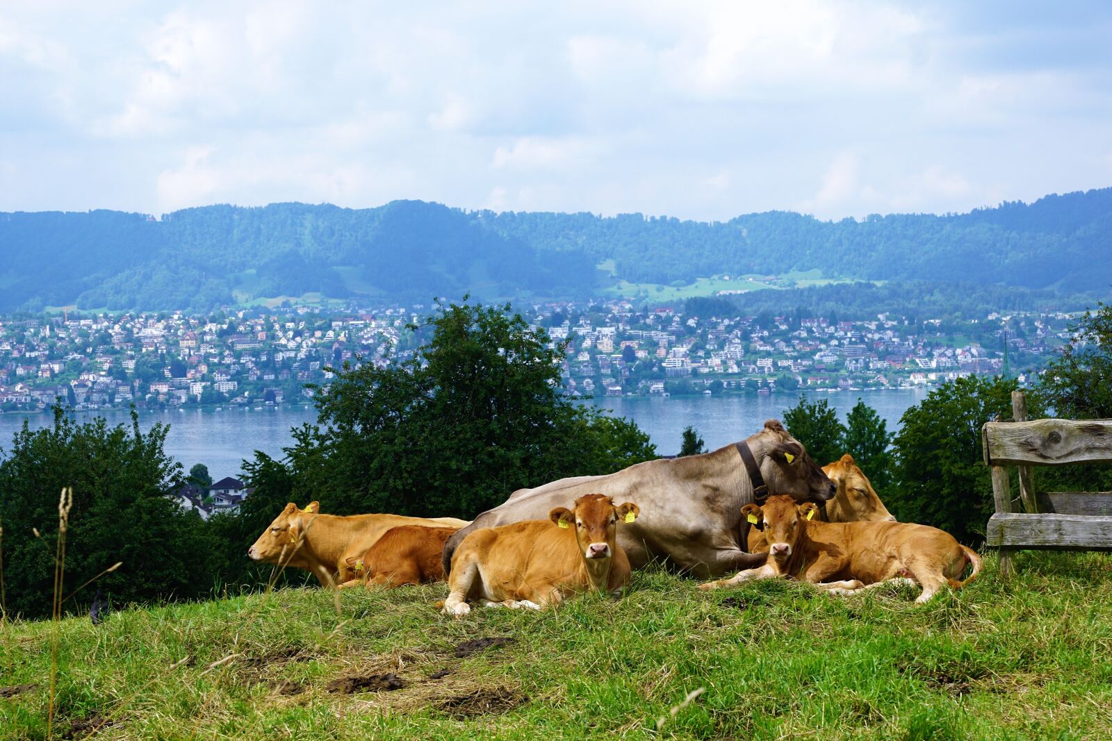 Sony ILCA-77M2 + Sony DT 16-50mm F2.8 SSM sample photo. Cow, switzerland, alm photography