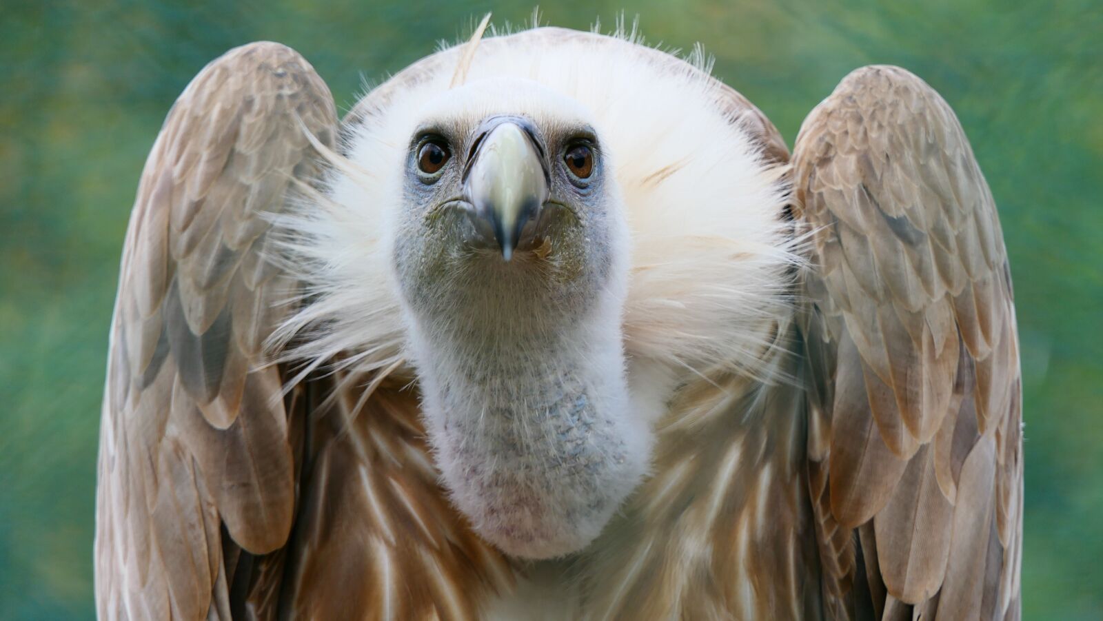 Panasonic Lumix DMC-FZ2500 (Lumix DMC-FZ2000) sample photo. Raptor, birds, vulture photography