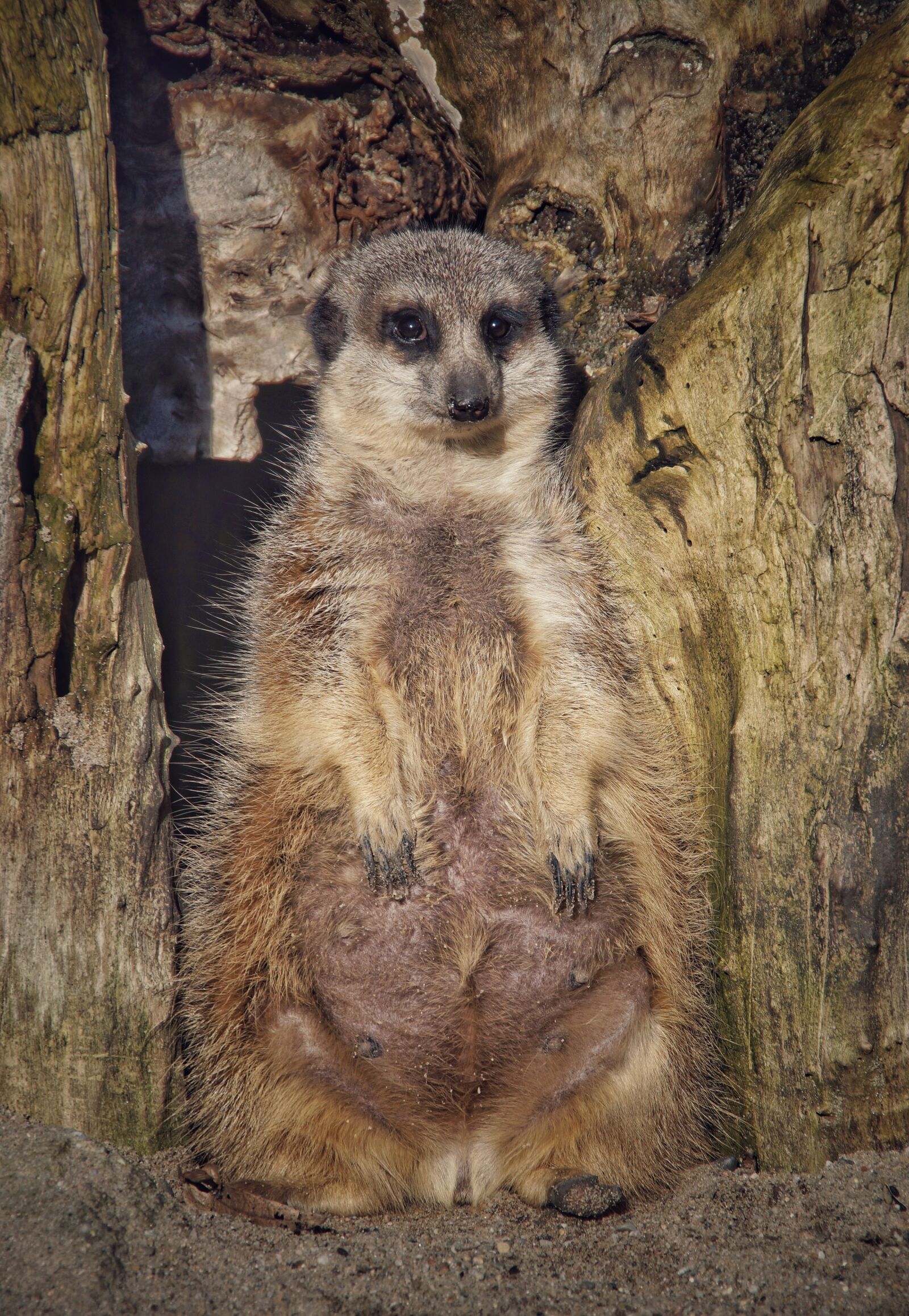 Sony SLT-A58 sample photo. Meerkat, cute, africa photography