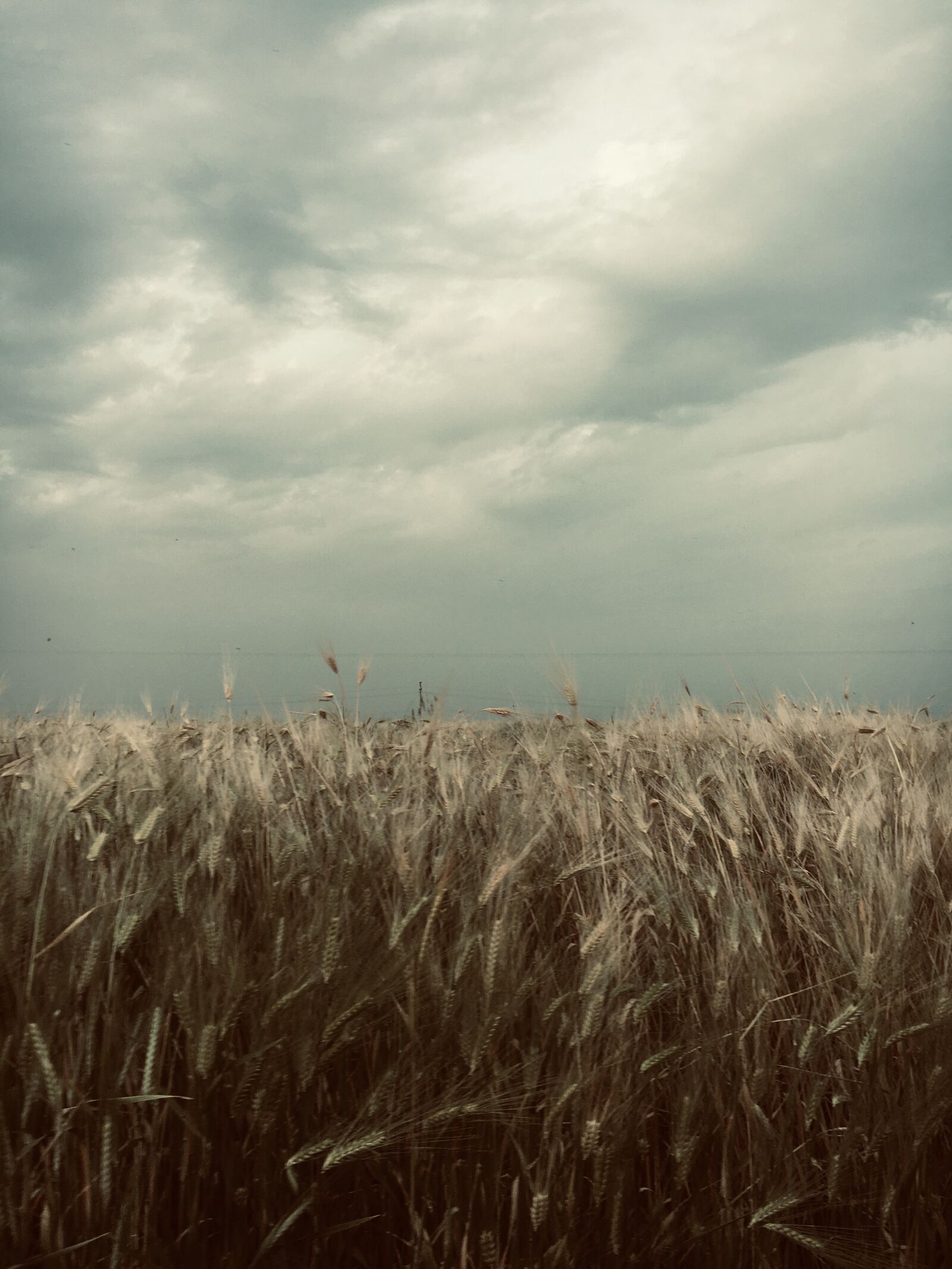 Apple iPhone 6s sample photo. Wheat, village, rain photography