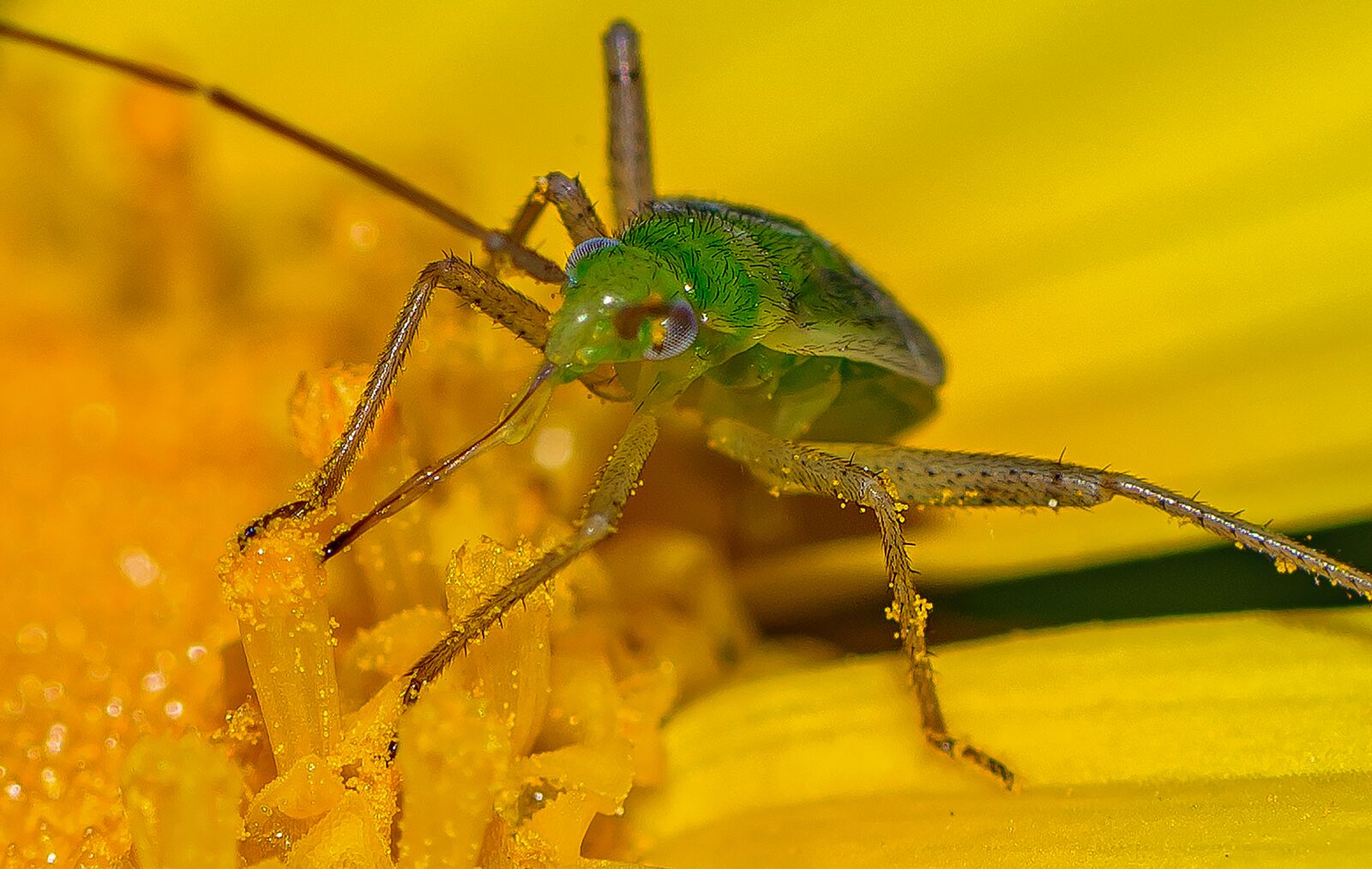 Nikon D810 sample photo. Insects, yellow, flower photography