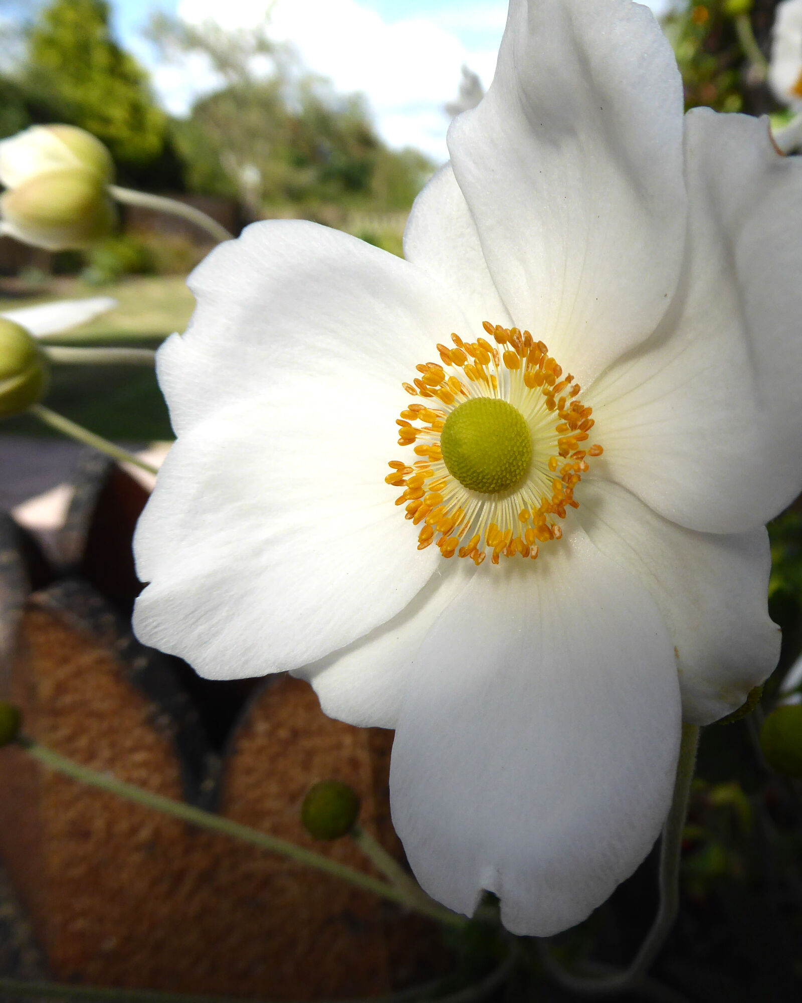 Panasonic Lumix DMC-ZS40 (Lumix DMC-TZ60) sample photo. Flower, close, up photography