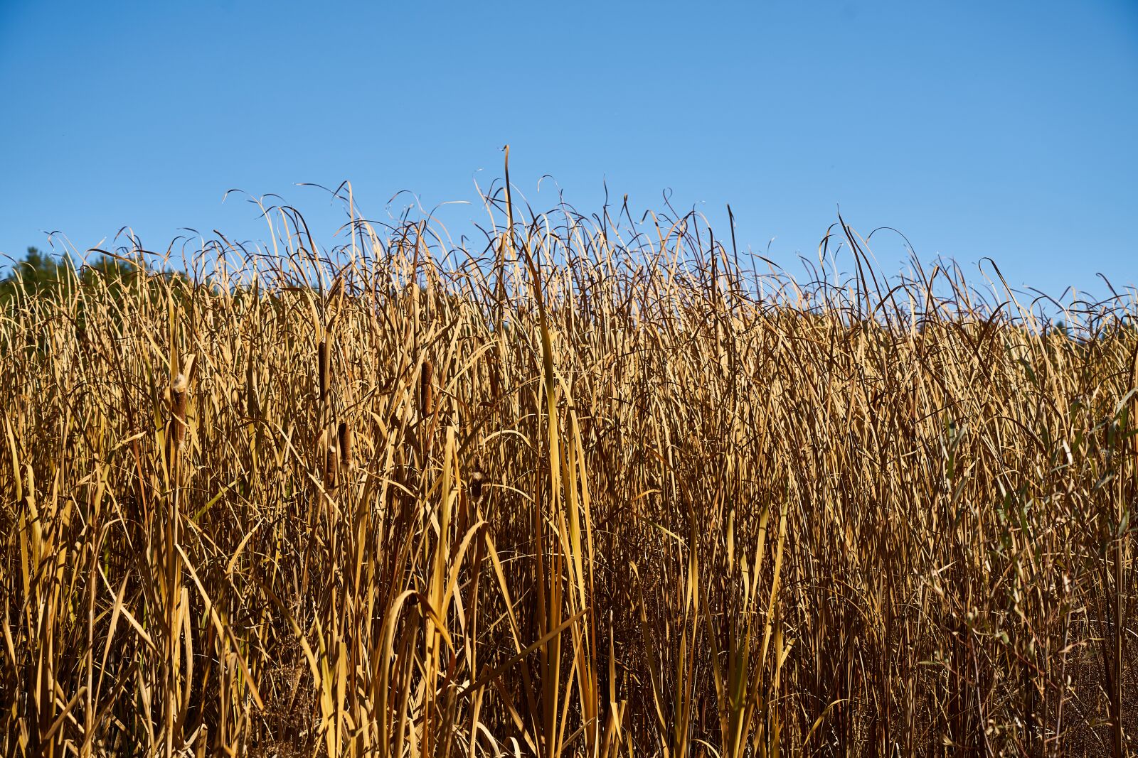Sony a7R II sample photo. Reedy, plant, withered leaves photography