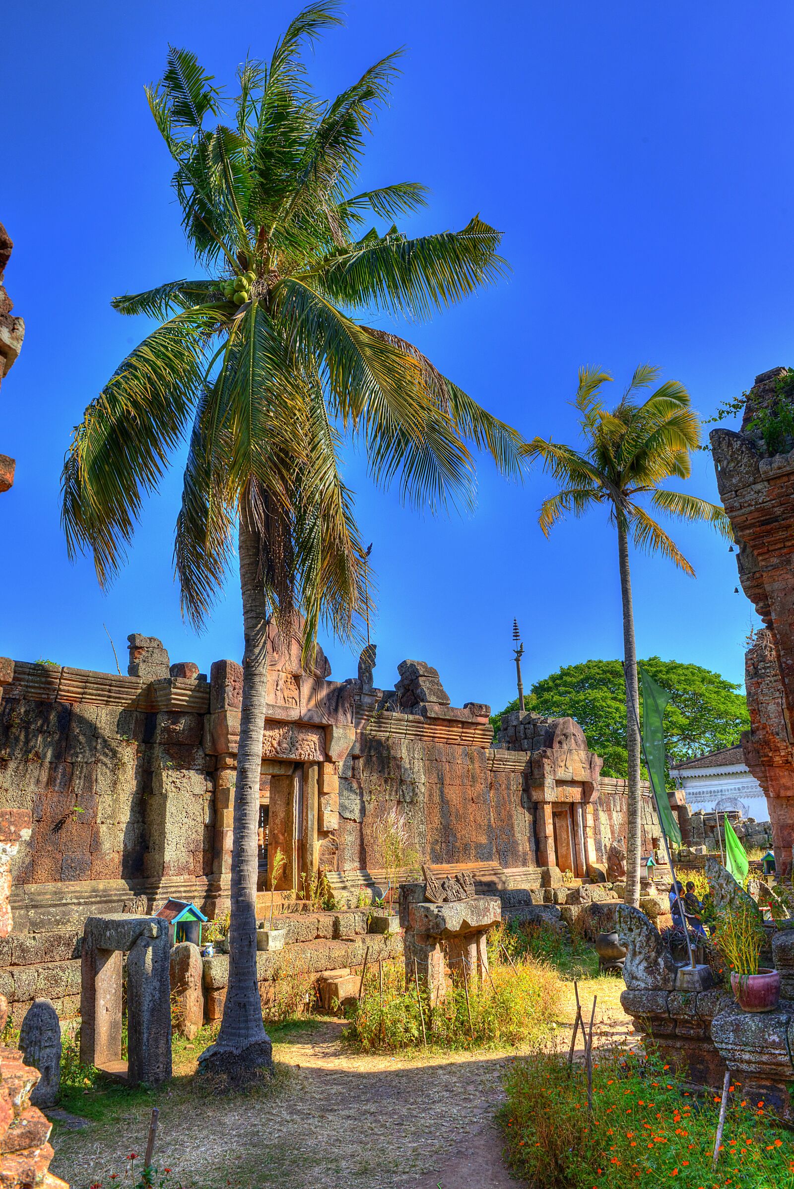 Nikon D800 sample photo. Chisor, tree, cambodia photography