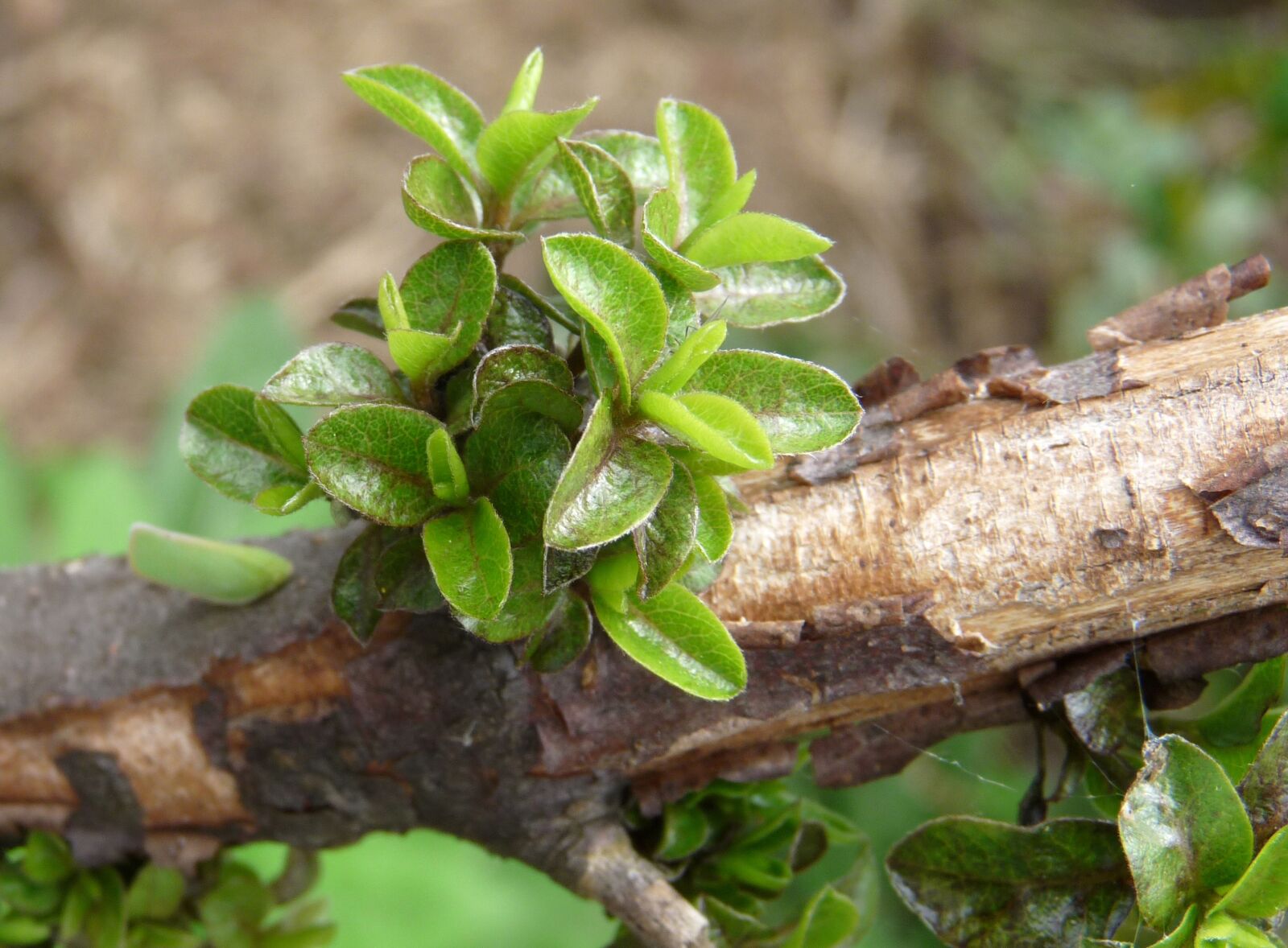 Panasonic Lumix DMC-FZ28 sample photo. New, shoots, on branch photography