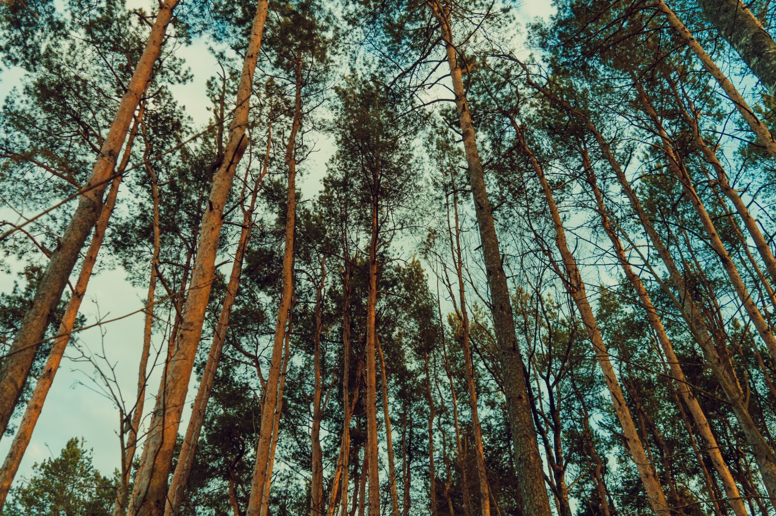 Nikon D3200 sample photo. Forest, sky, landscape photography