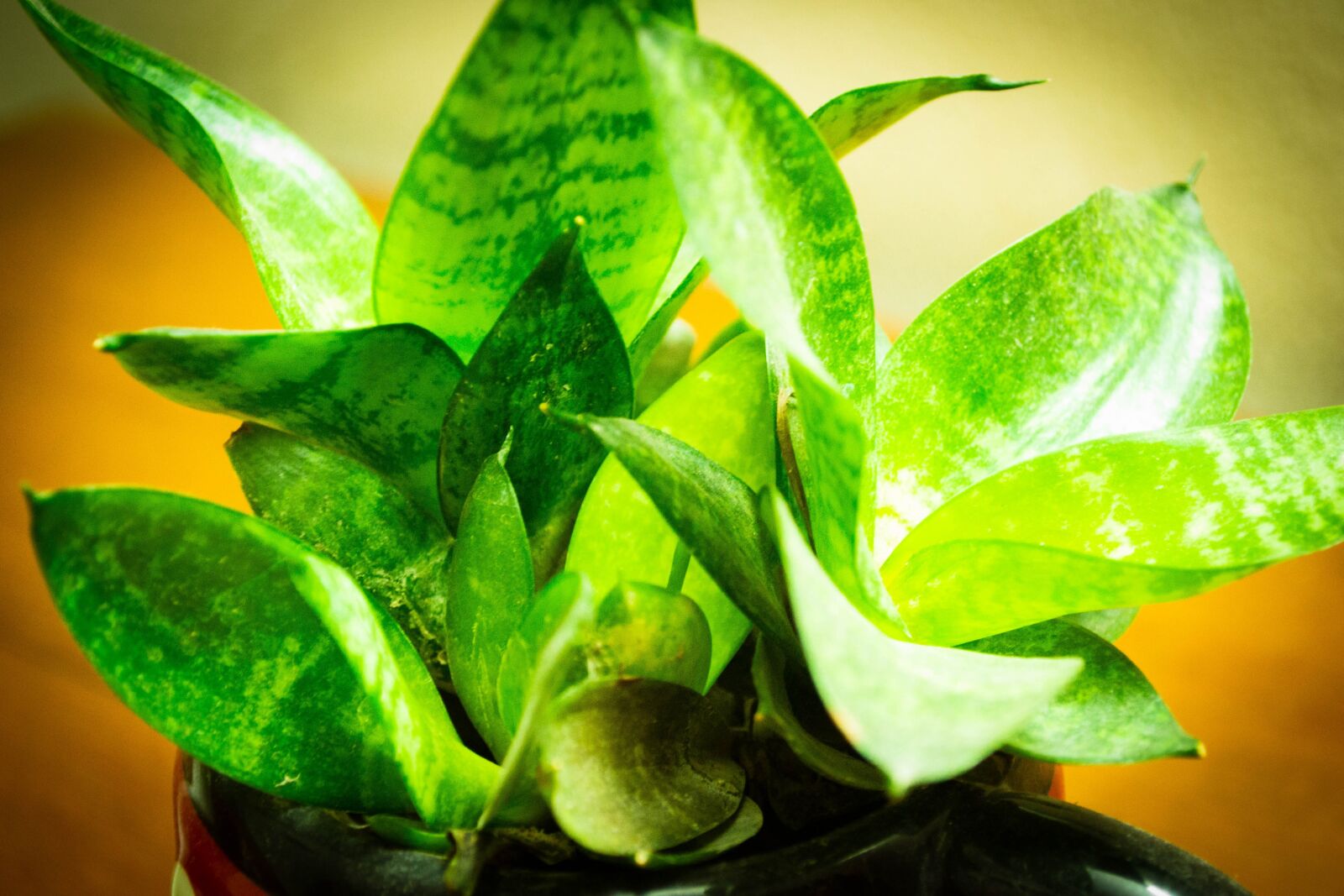 Nikon D3100 sample photo. Plant, green, leaf photography