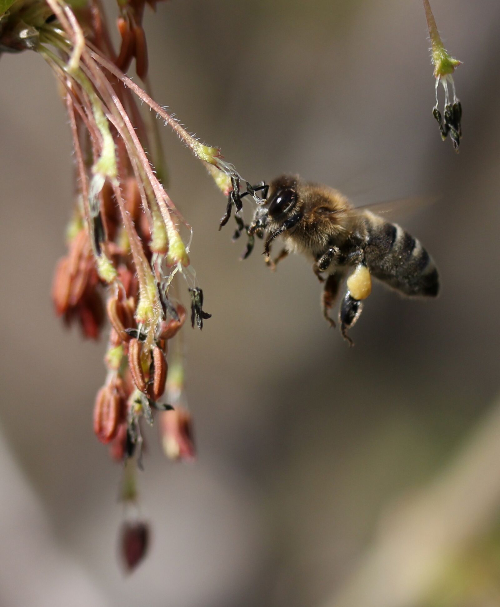Canon EF-S 60mm F2.8 Macro USM sample photo. Bee, flight, pollination photography
