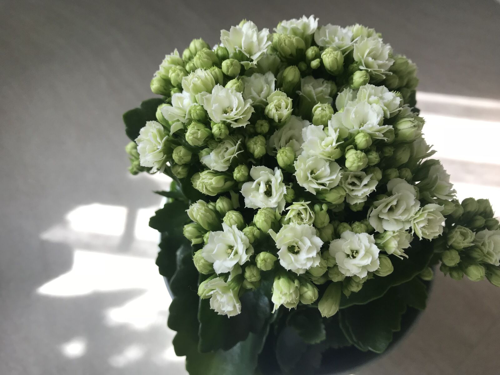 Apple iPhone 7 sample photo. Kolopejka, kolopejka grateful, flower photography