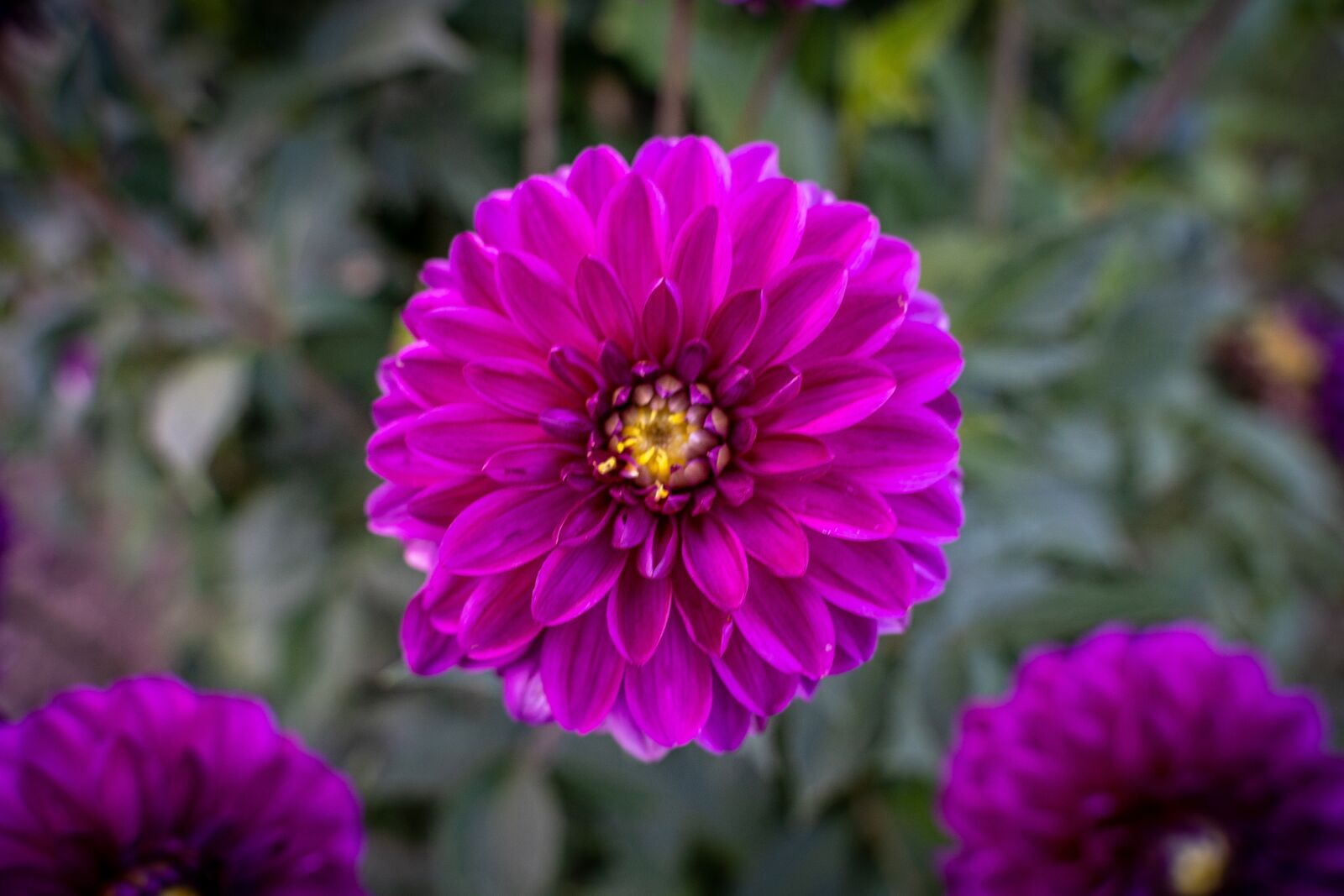 Sony a7 III sample photo. Flowers, bloom, plant photography
