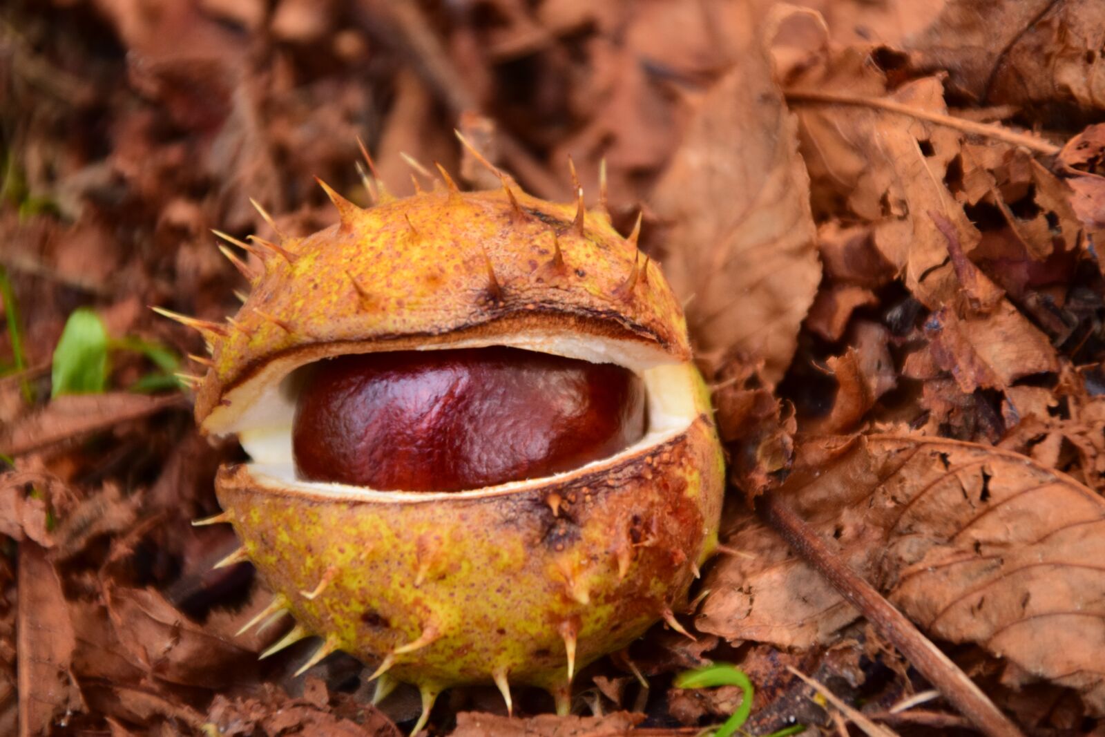 Nikon D3300 sample photo. Chestnut, buckeye, ordinary rosskastanie photography