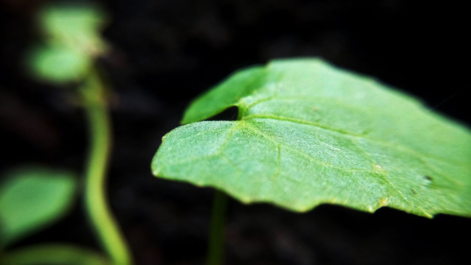 Xiaomi MI3 sample photo. Green, leafs, macro photography