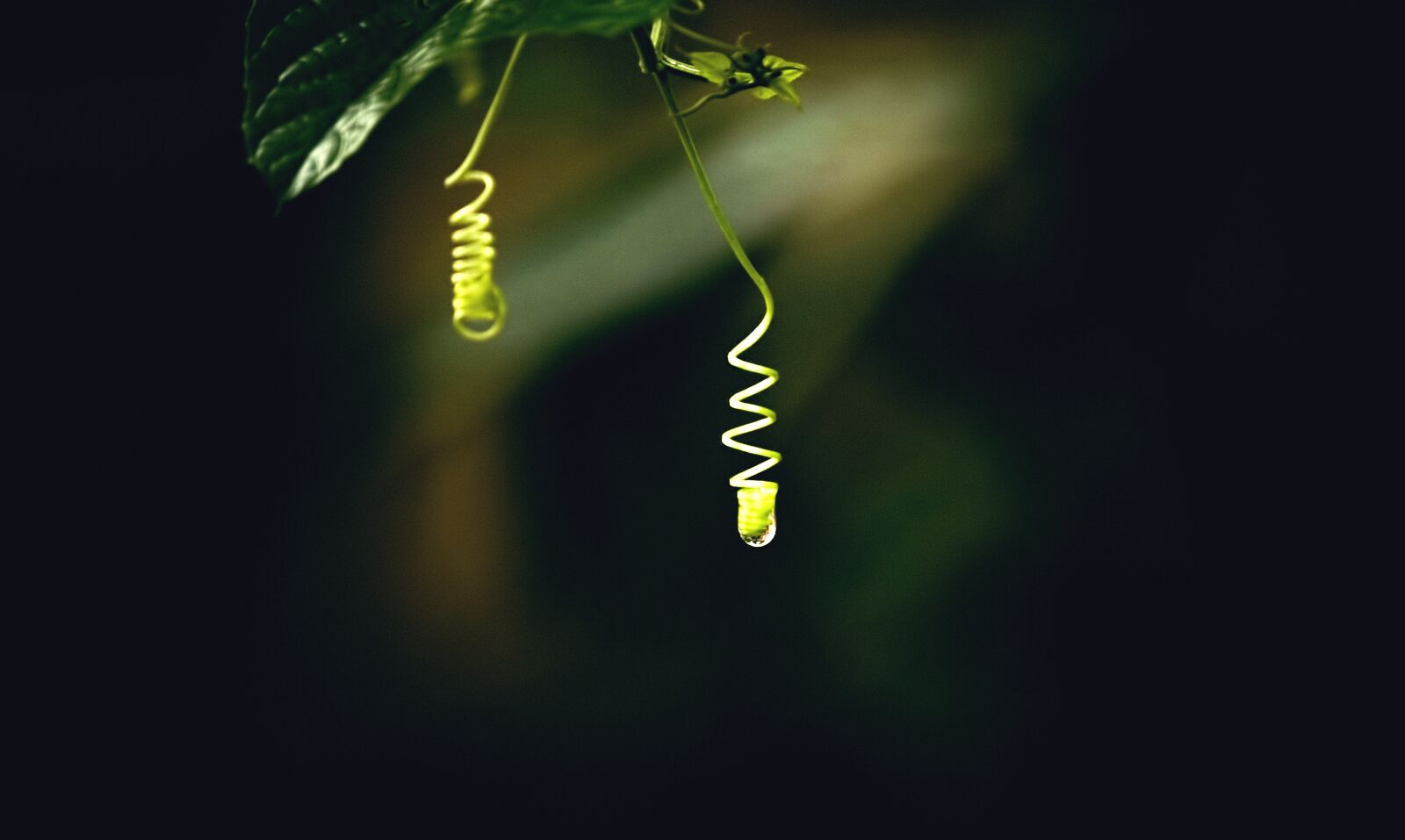 Canon EF-S 55-250mm F4-5.6 IS STM sample photo. Nature, nature led, nature photography