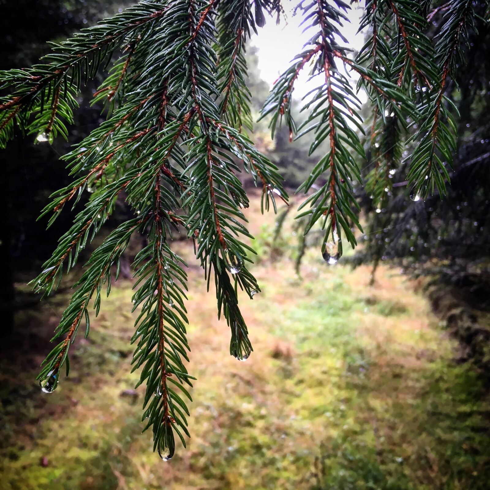 Apple iPhone SE sample photo. Tree, evergreen, pine photography