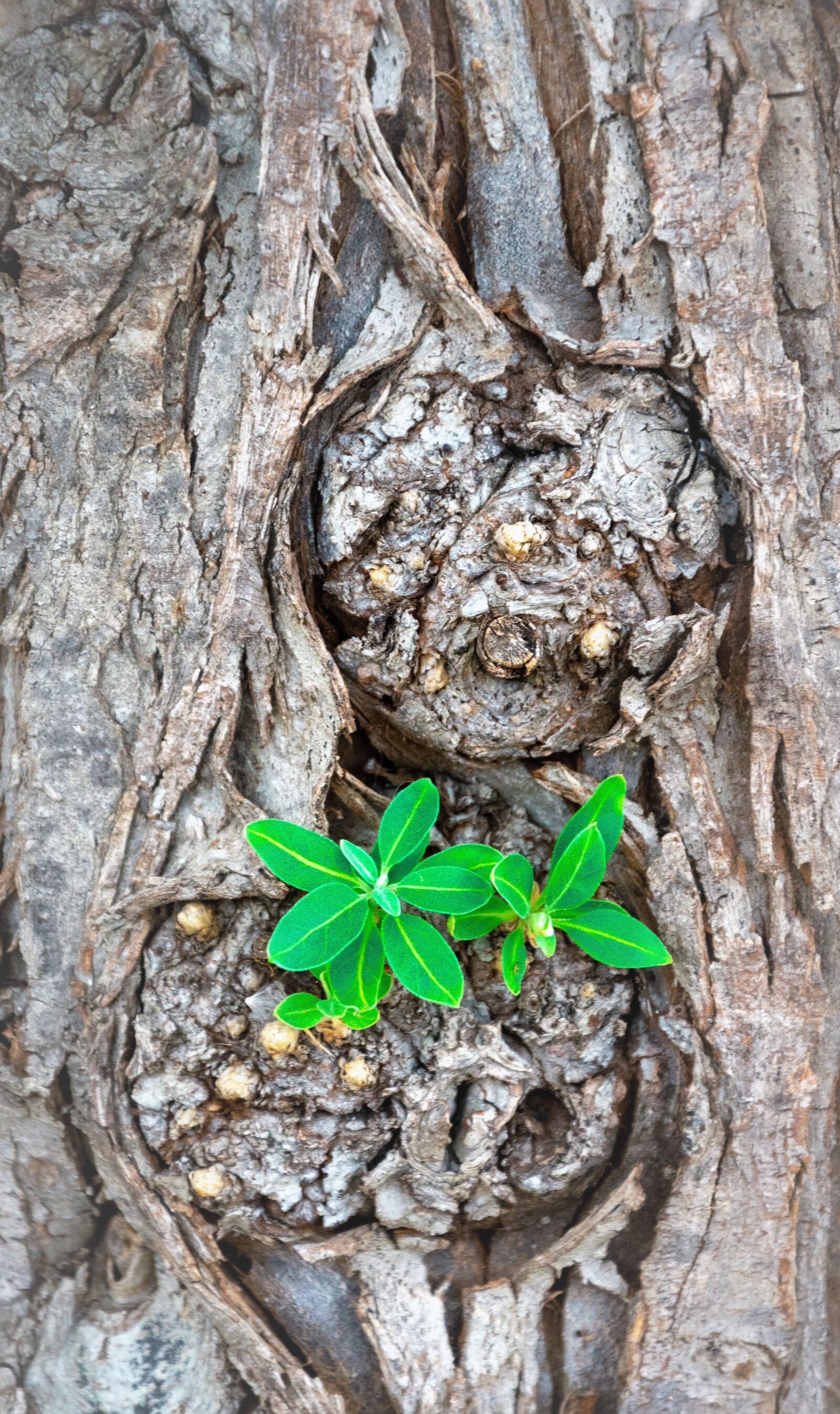 Nikon D5600 sample photo. Tree, wood, forest photography