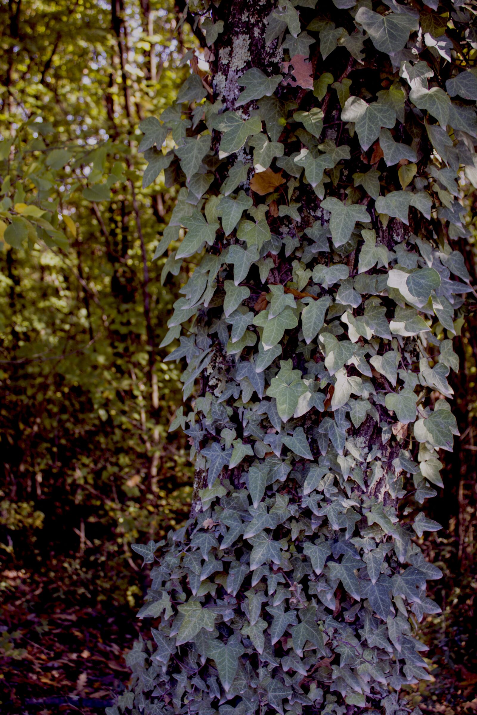 Canon EF-S 18-55mm F3.5-5.6 IS sample photo. Ivy, creeper, plant photography