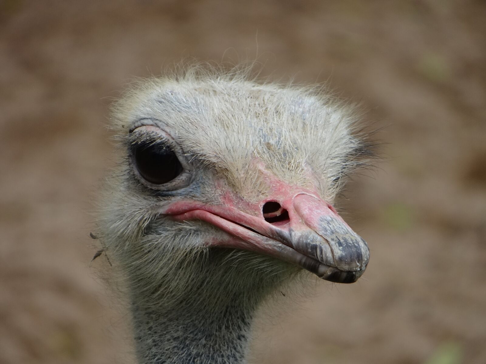 Sony DSC-HX200V sample photo. Ostrich, head, beak photography