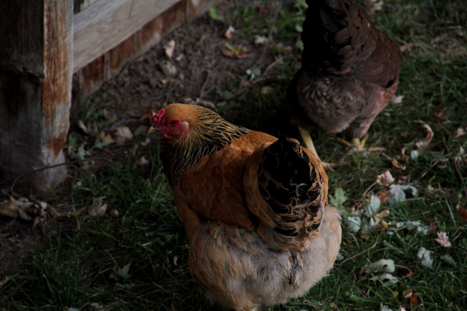 Canon EOS 60D + Canon EF-S 18-135mm F3.5-5.6 IS sample photo. Chicken, backyard, hen photography