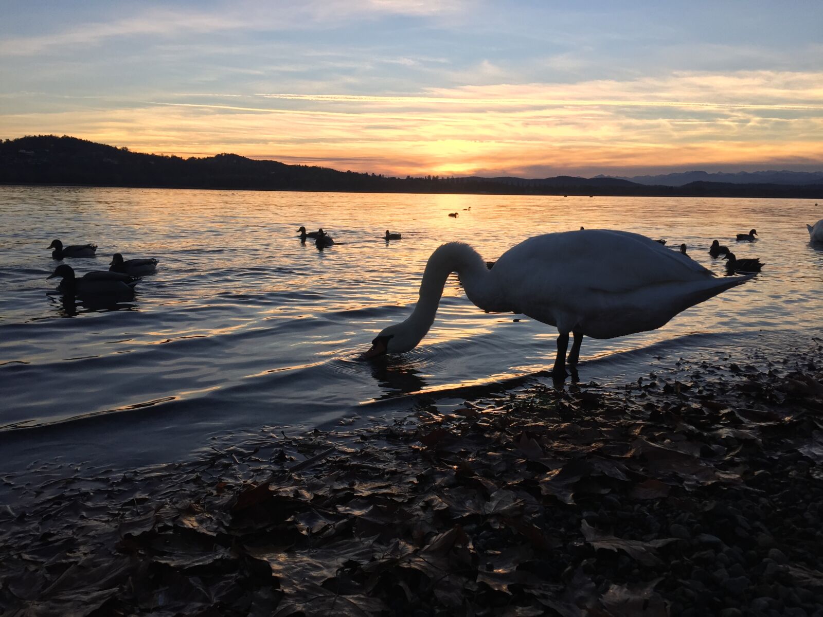 Apple iPhone 6 sample photo. Ducks, swan, sunset photography