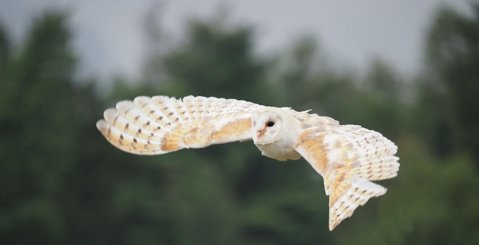 Olympus OM-D E-M1 Mark II + Olympus M.Zuiko Digital ED 40-150mm F2.8 Pro sample photo. Bird, animal, owl photography