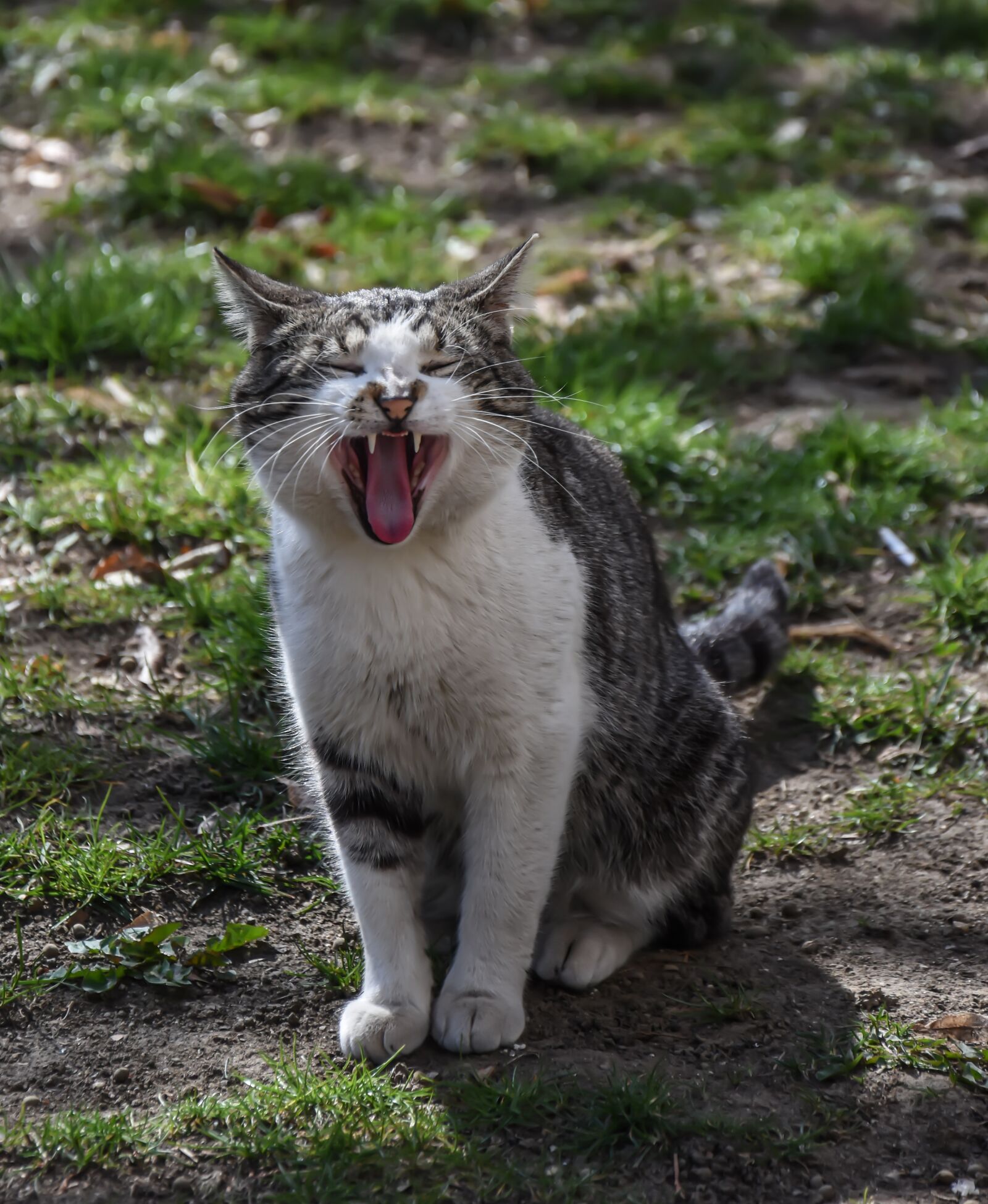 Nikon D7200 sample photo. Cat, animal, wild photography