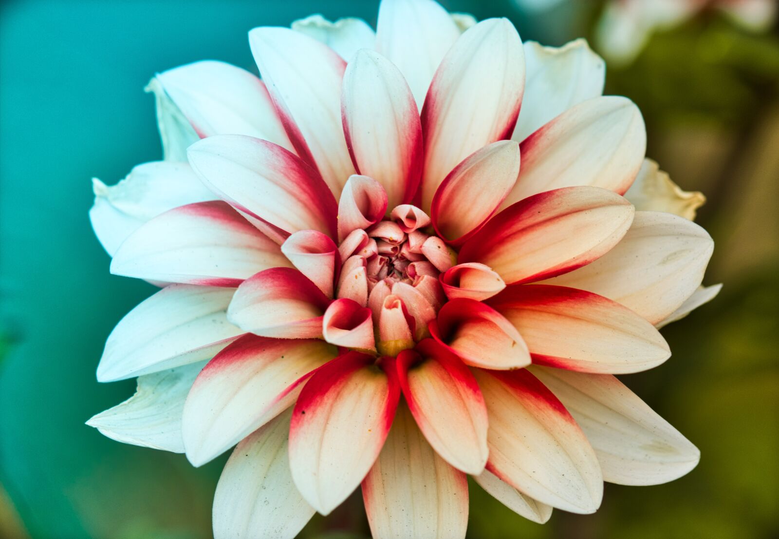 Canon EOS 200D (EOS Rebel SL2 / EOS Kiss X9) sample photo. Dahlia, beauty, bright photography