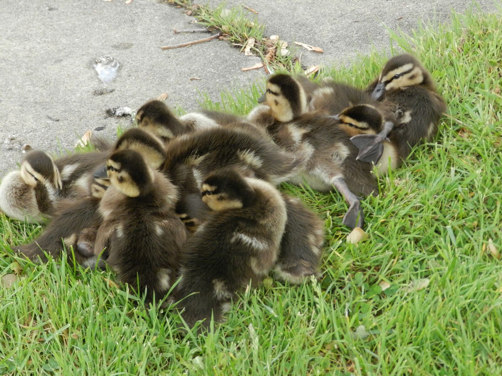 Nikon Coolpix P500 sample photo. Babies, ducks, fun photography