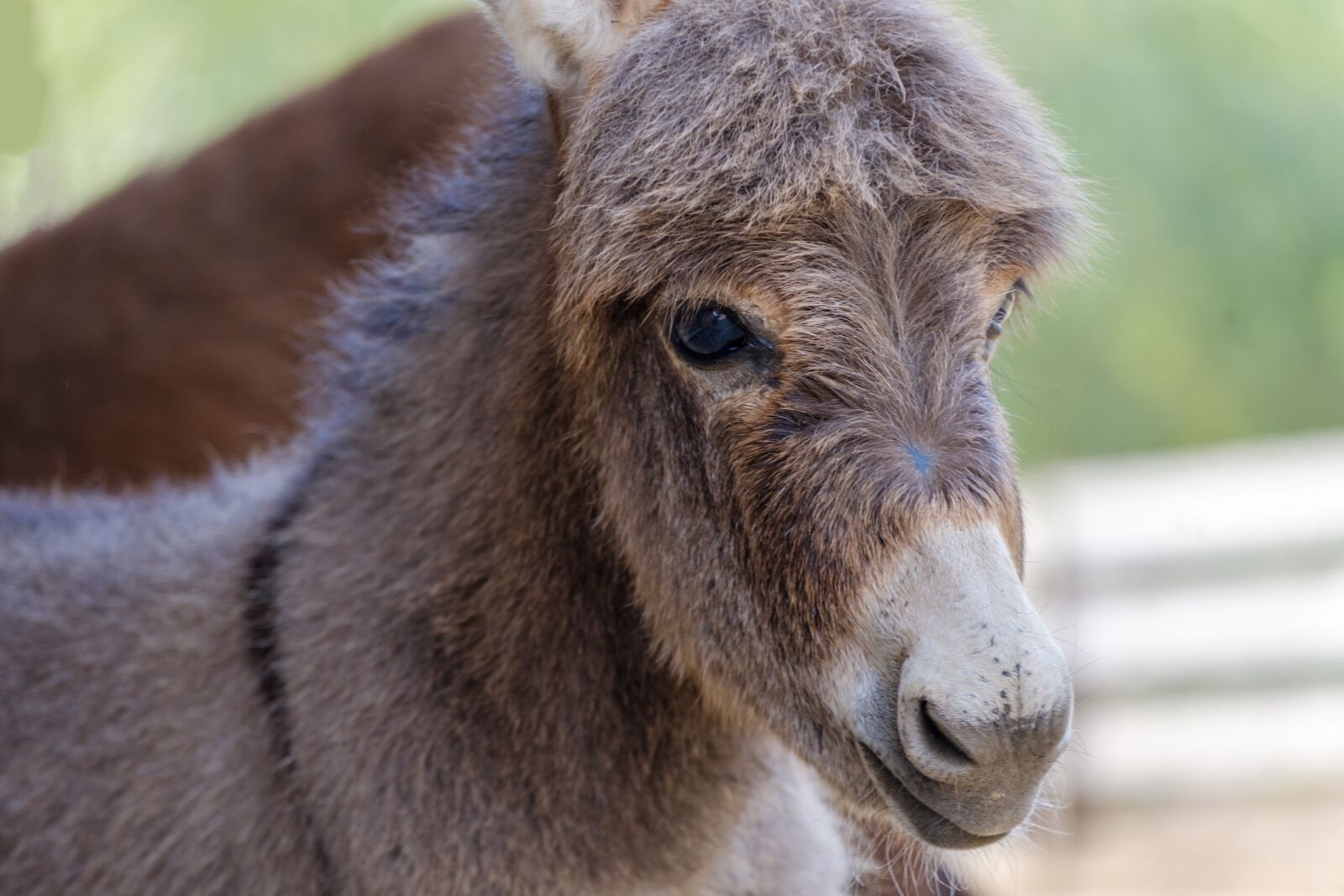 Fujifilm X-T2 sample photo. Donkey, horse, baby photography