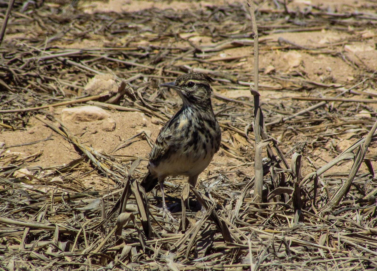 Canon PowerShot SX400 IS sample photo. Lark, bird, animal photography
