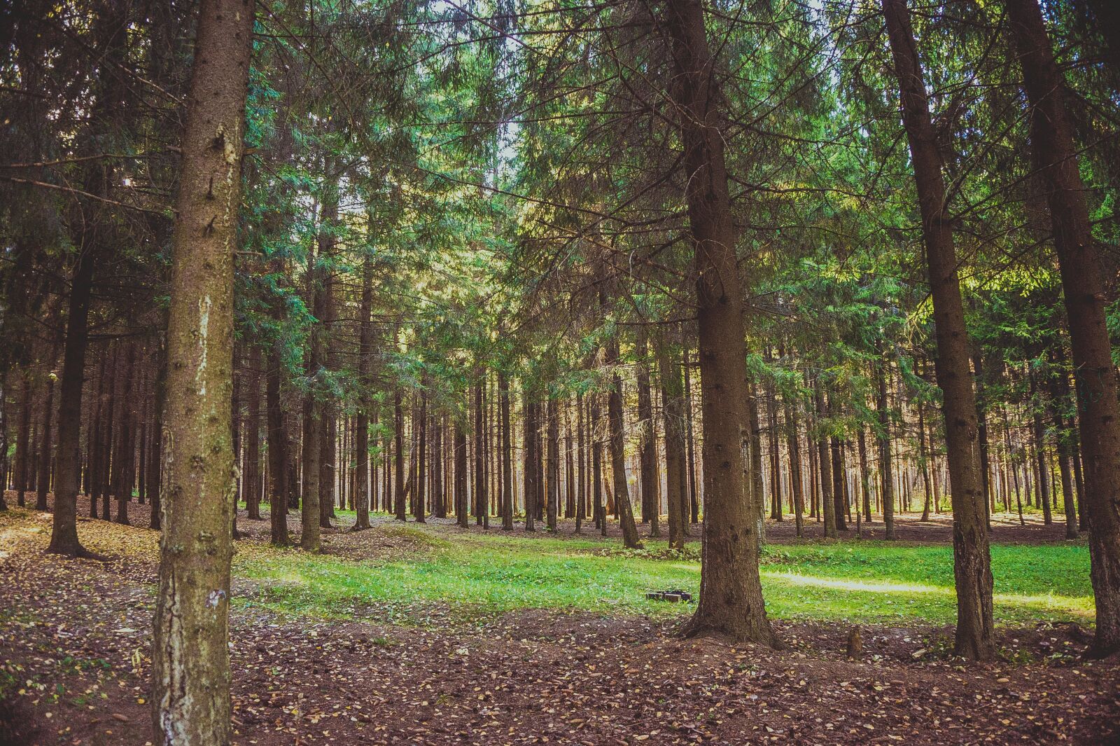 Sony Alpha a5000 (ILCE 5000) sample photo. Forest, nature, autumn photography