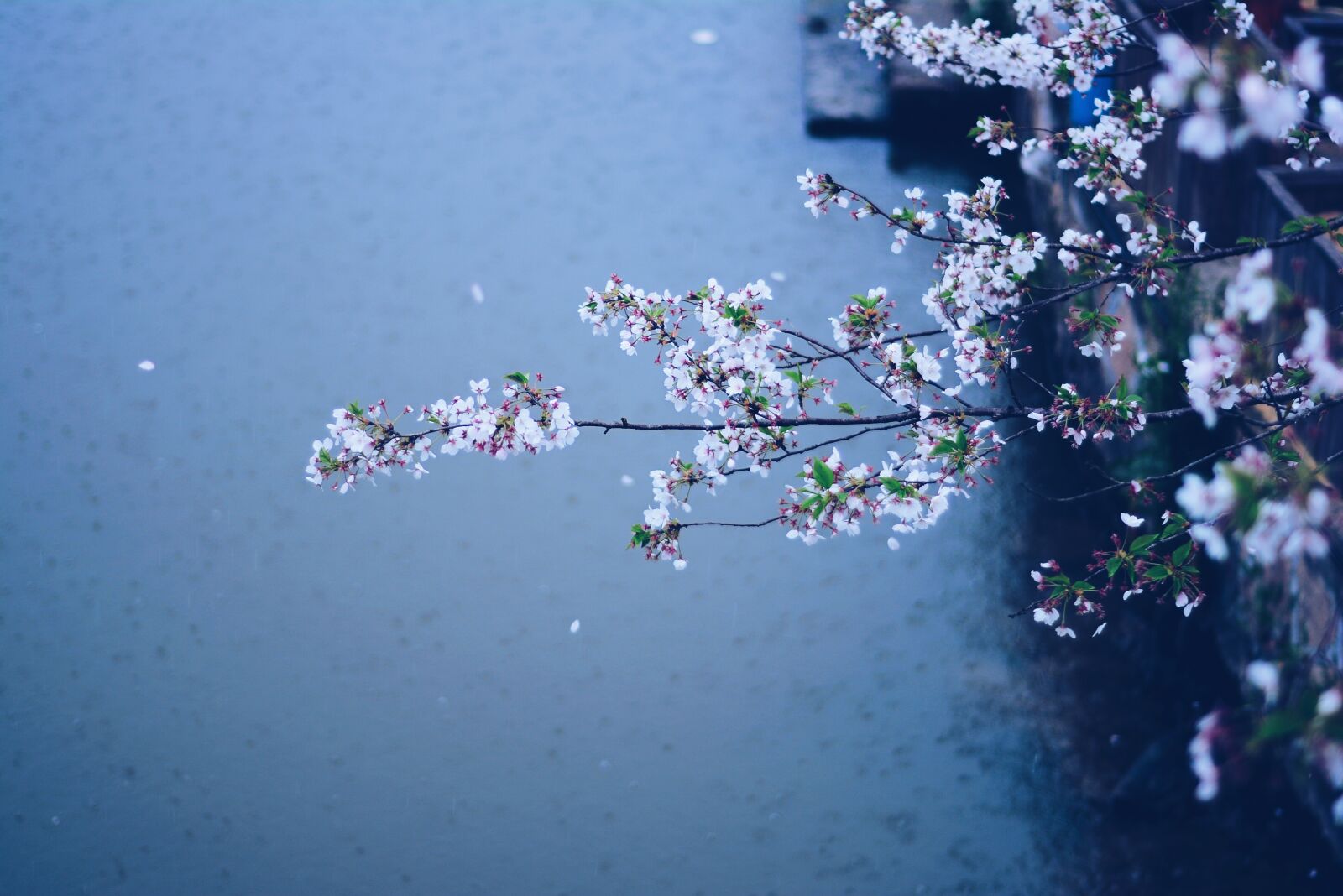 Nikon D7100 sample photo. Spring, rain, flowers photography